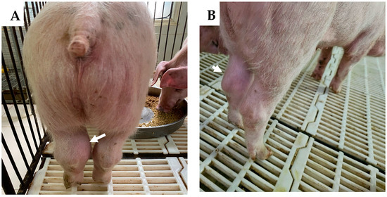 Lợn bị sưng khớp do rASFV genotuype I/II
