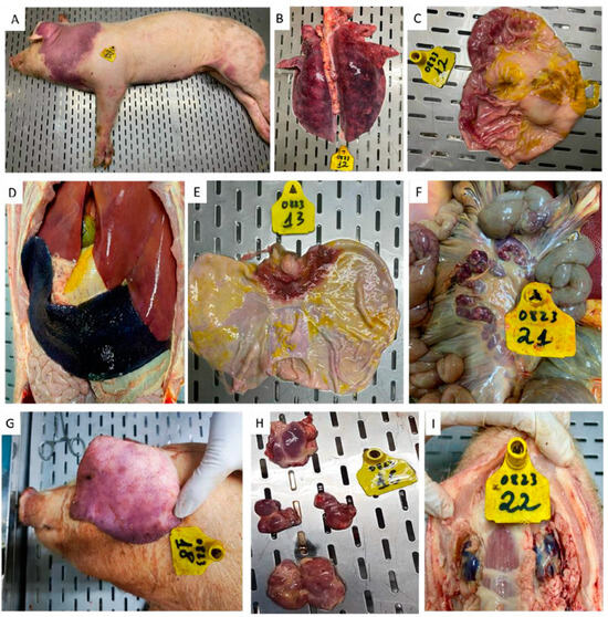 Bệnh tích mổ khám lợn gây nhiễm rASFV genotuype I/II