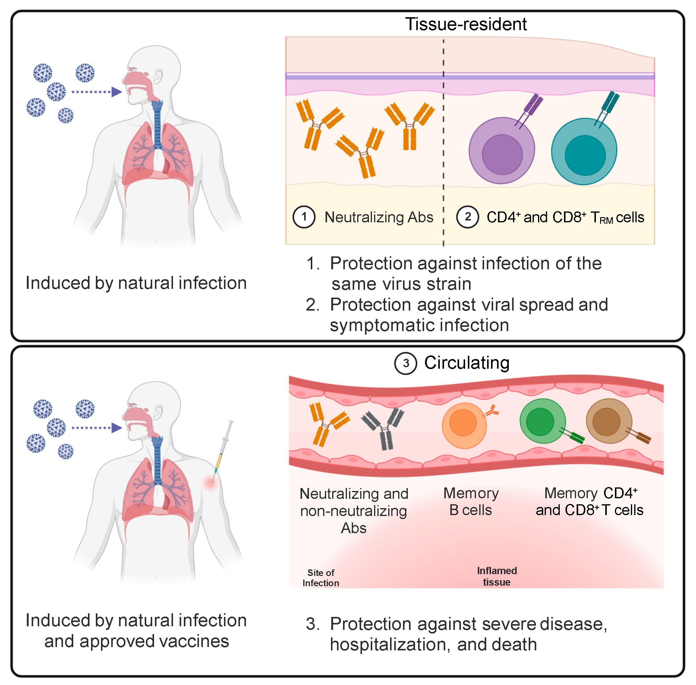 洋書 Immunochemical Methods in Cell and T-Cell Immune Responses to SARS-CoV-2 Infection and Vaccination