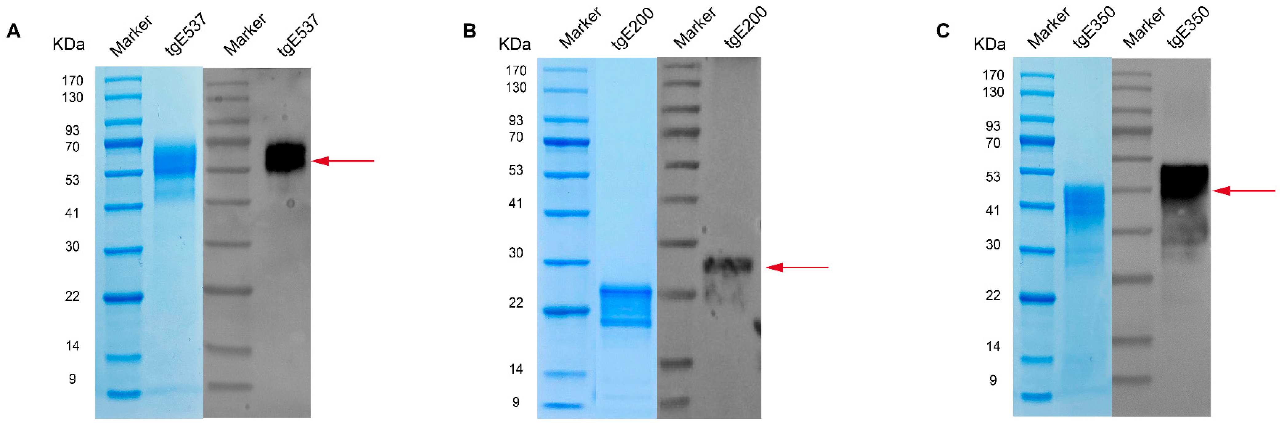 Vaccines 12 01139 g002