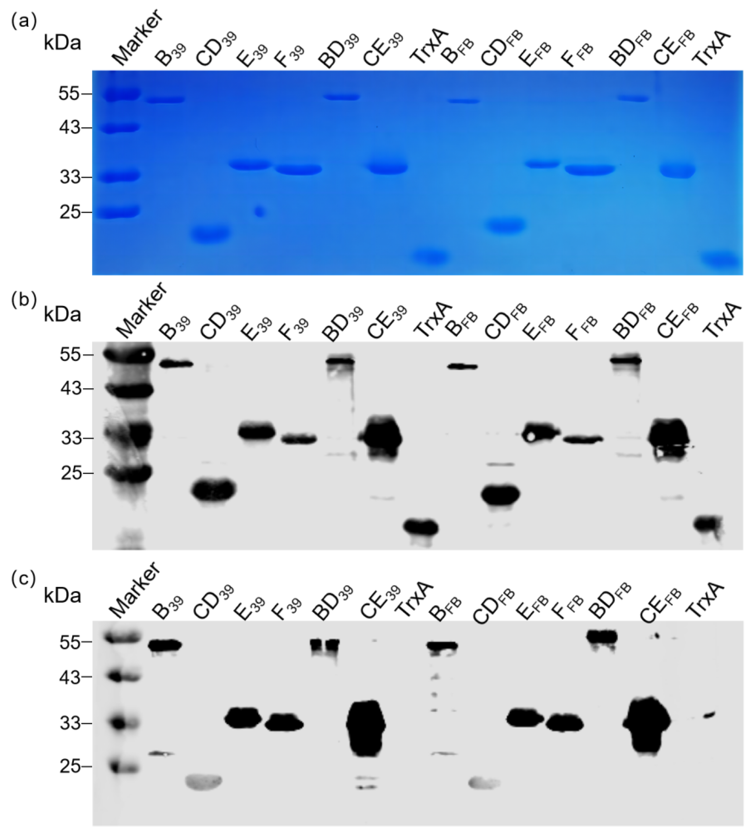 Vaccines 12 01205 g004