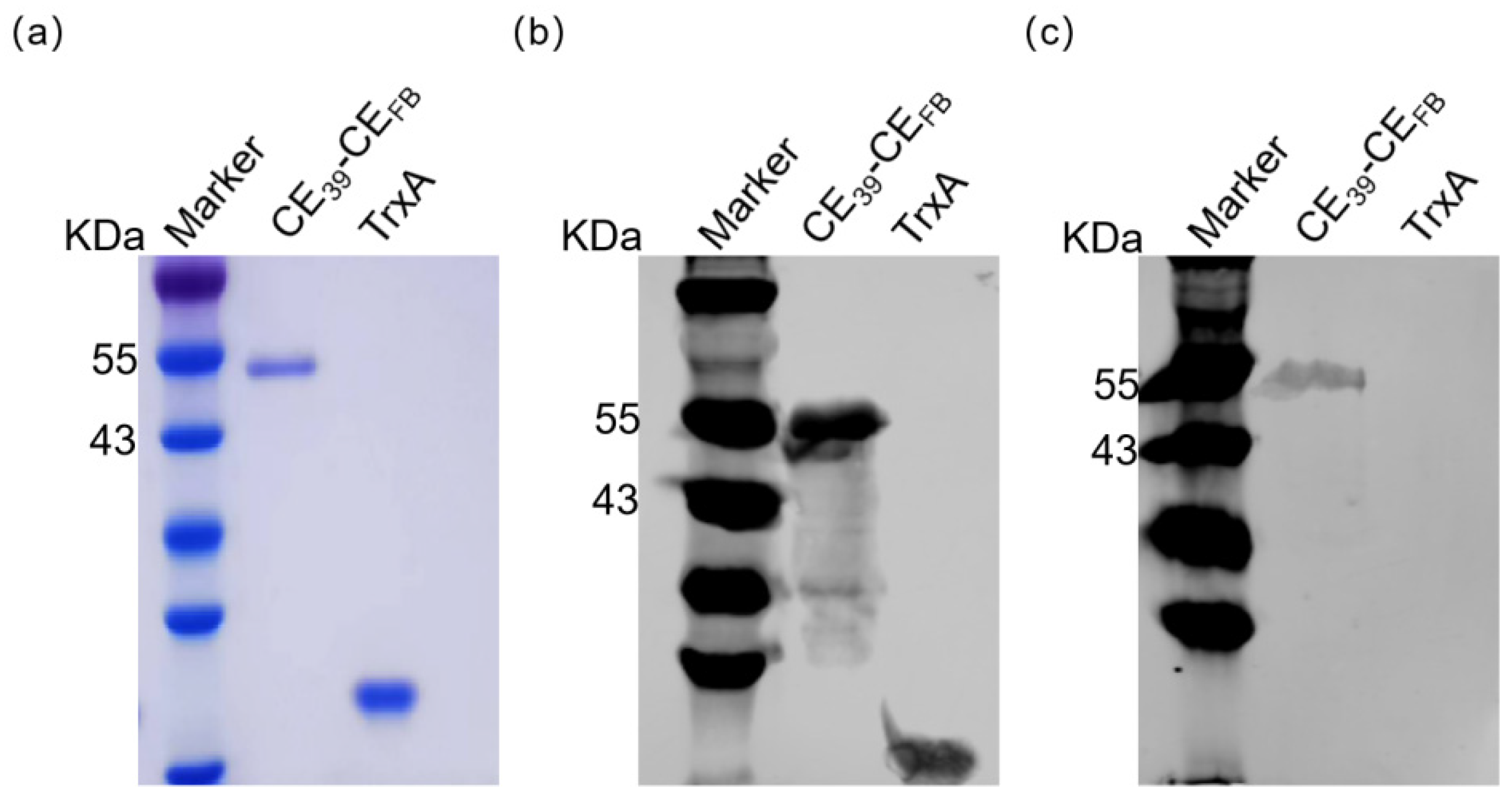 Vaccines 12 01205 g008