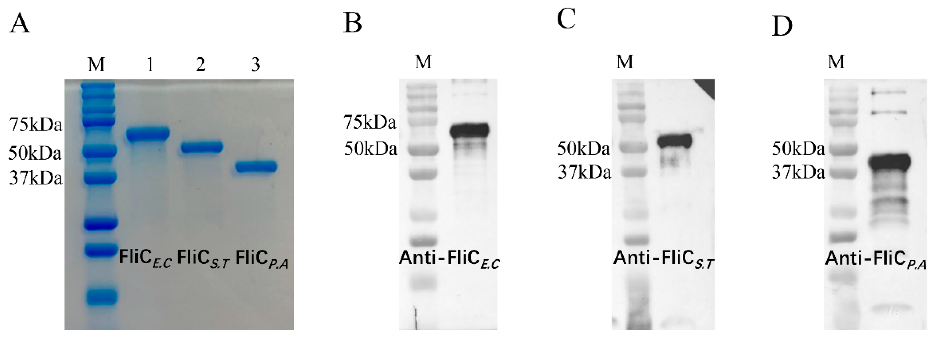 Vaccines 12 01212 g002