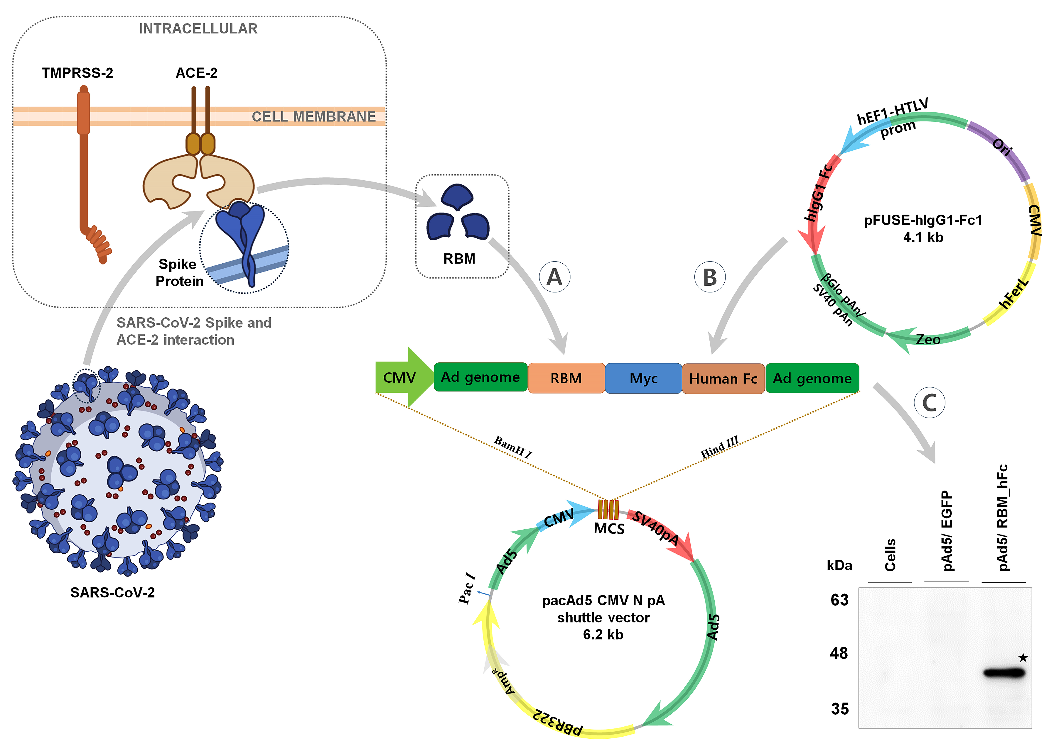 Vaccines 12 01247 g001