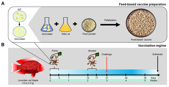 Efficacy of Feed-Based Genome-Free Bacterial Vaccine Against