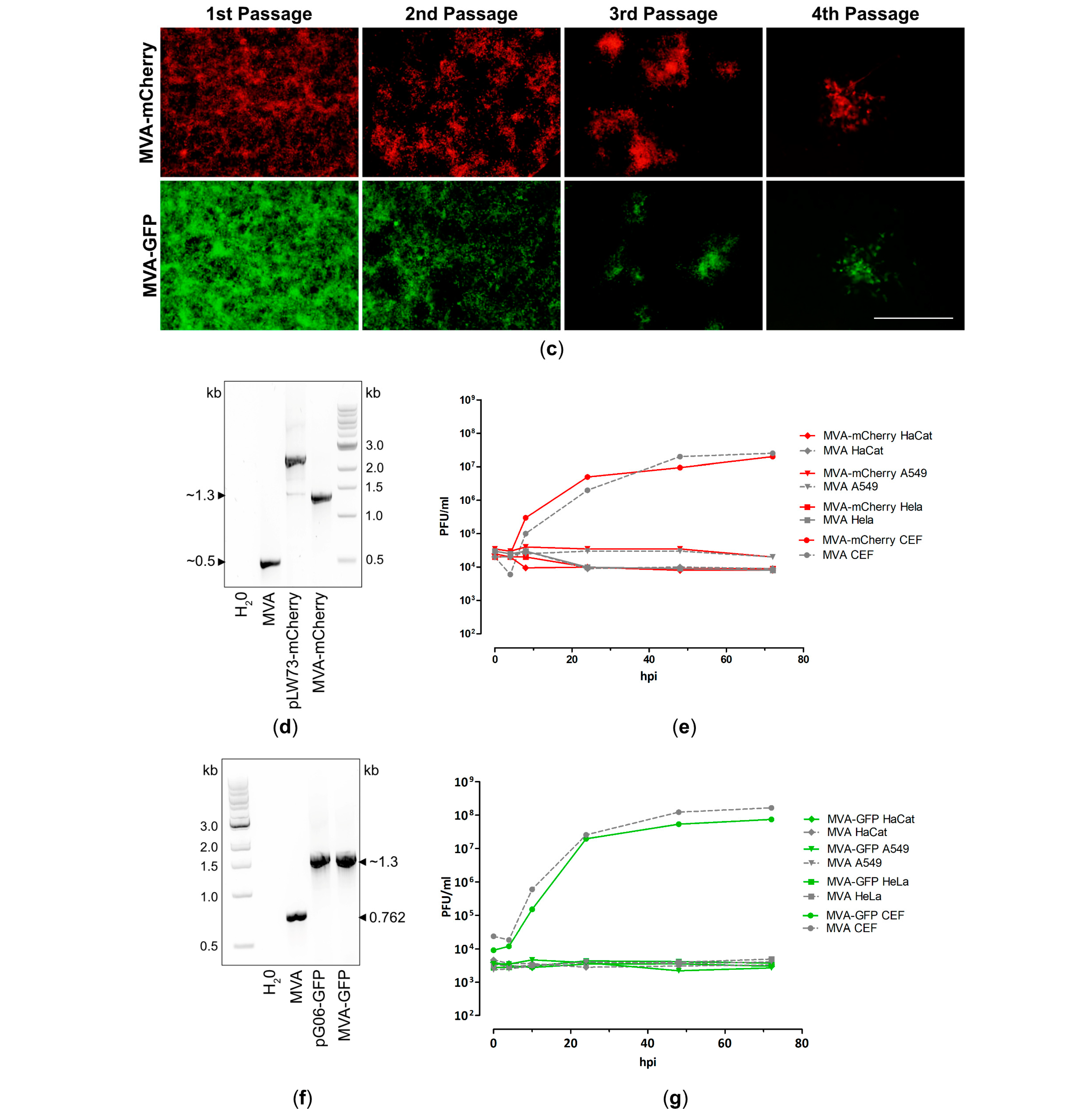 Vaccines 12 01316 g001b