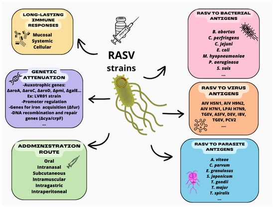 Recombinant Live-Attenuated Salmonella Vaccine for