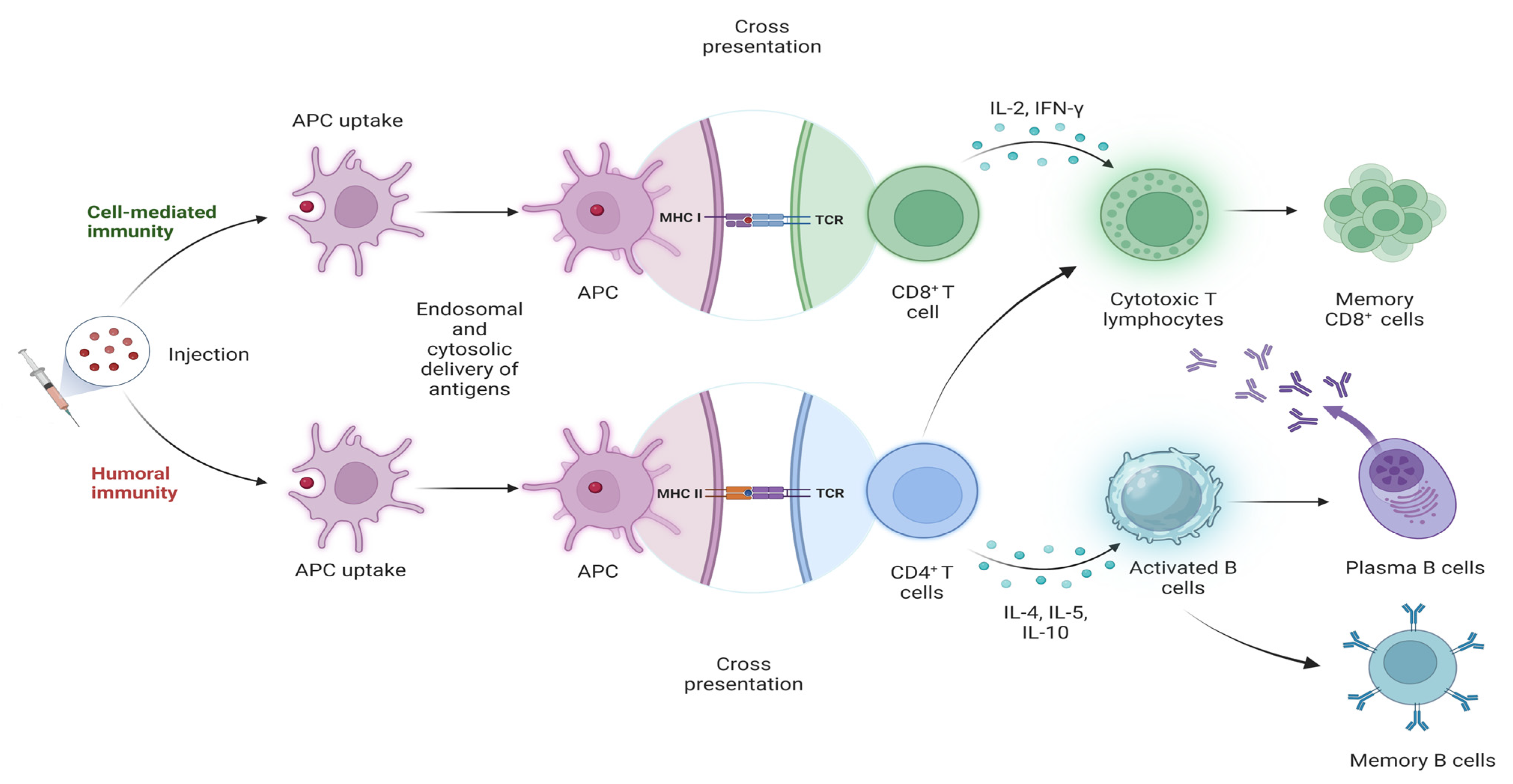 Vaccines 12 01335 g004