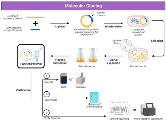 肌触りがいい Platforms Expression Protein and Viral of Challenges the メンズウェア