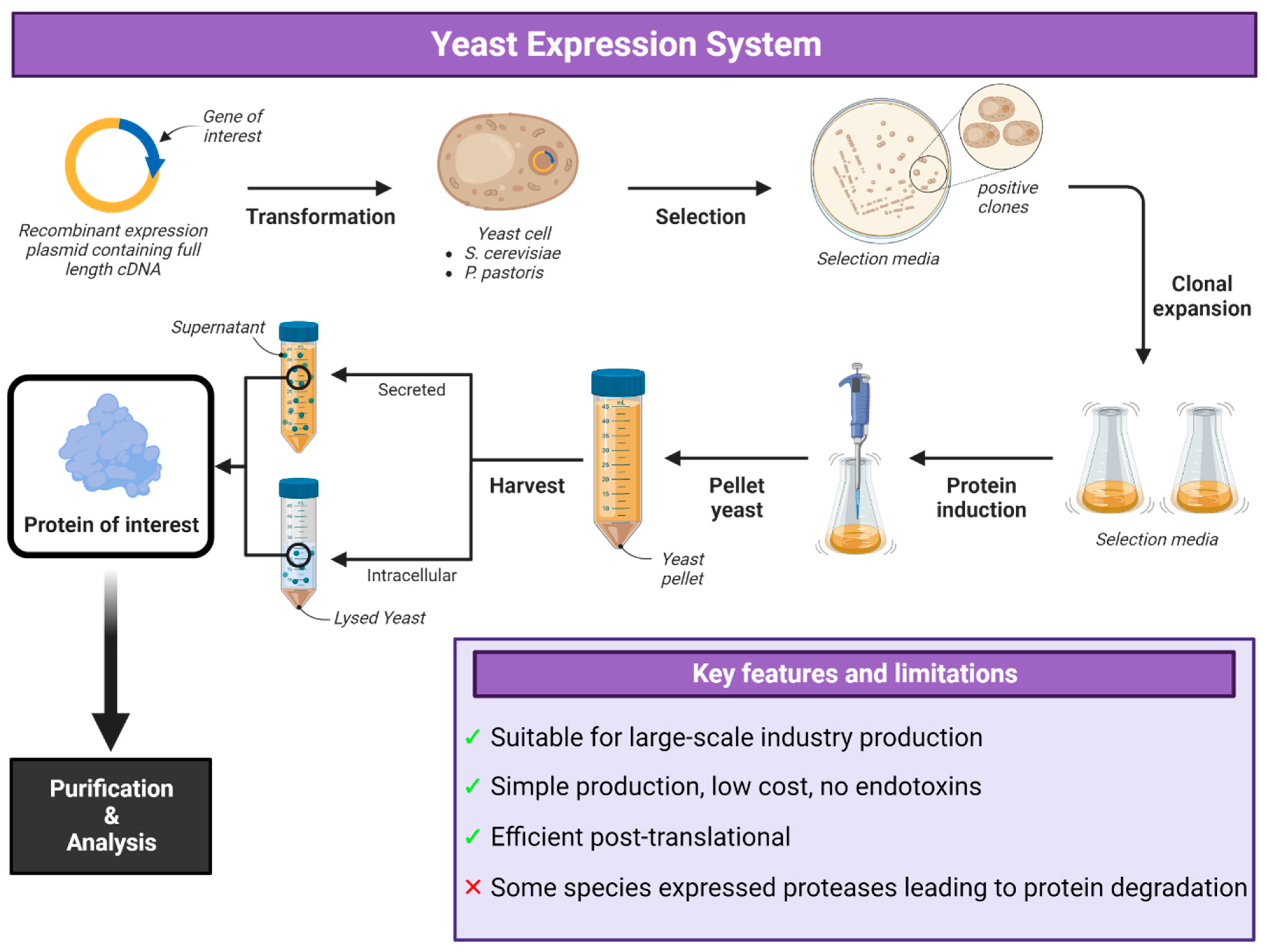 Protein Expression Platforms and the Challenges of Viral