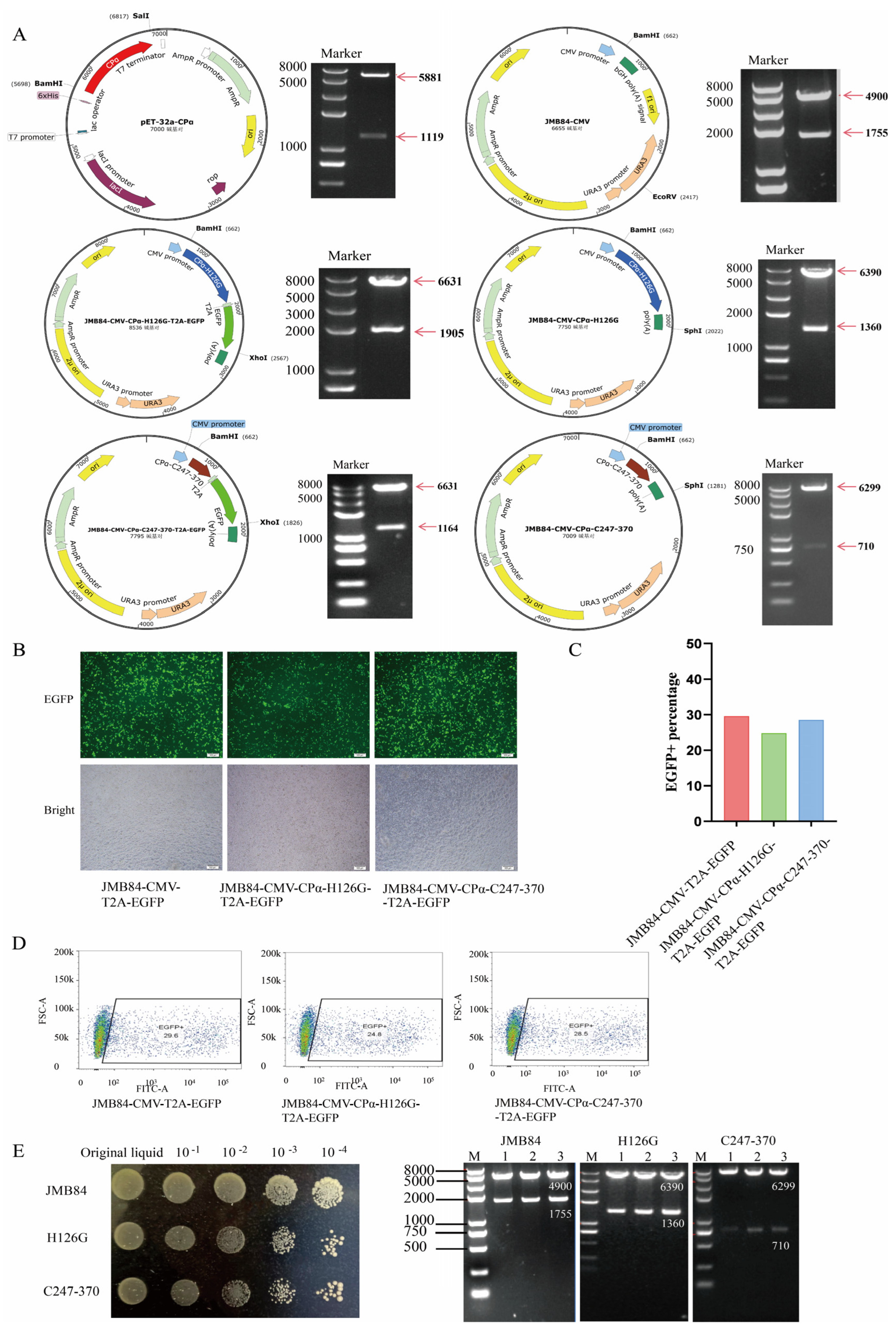 Vaccines 12 01360 g002