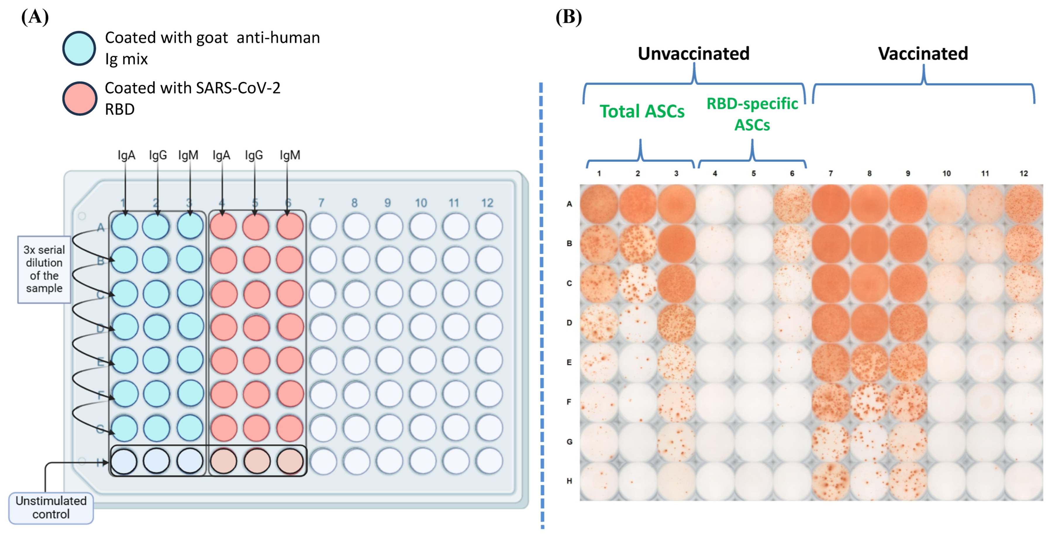 Vaccines 12 01396 g003