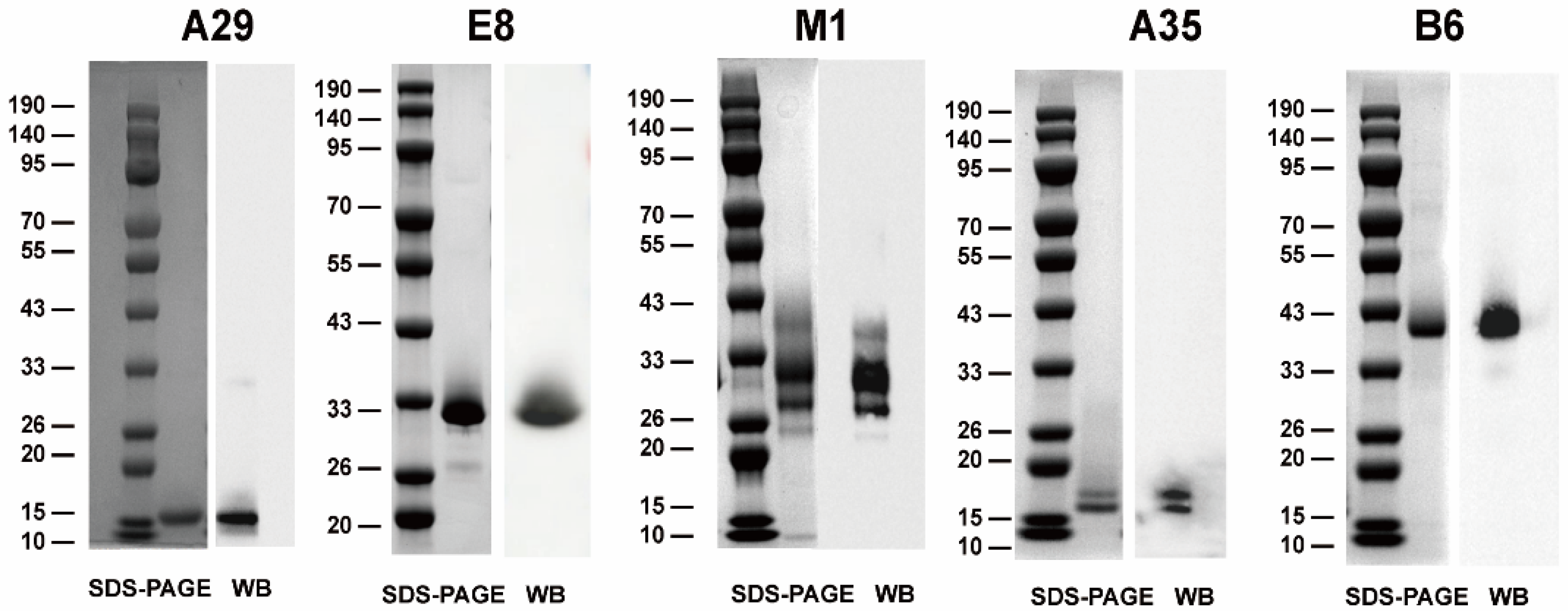 Vaccines 12 01410 g001