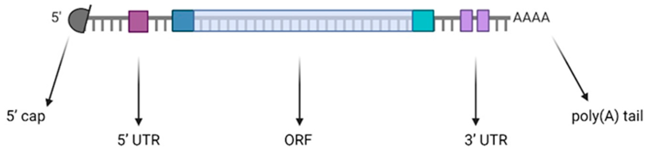 Vaccines 12 01418 g001