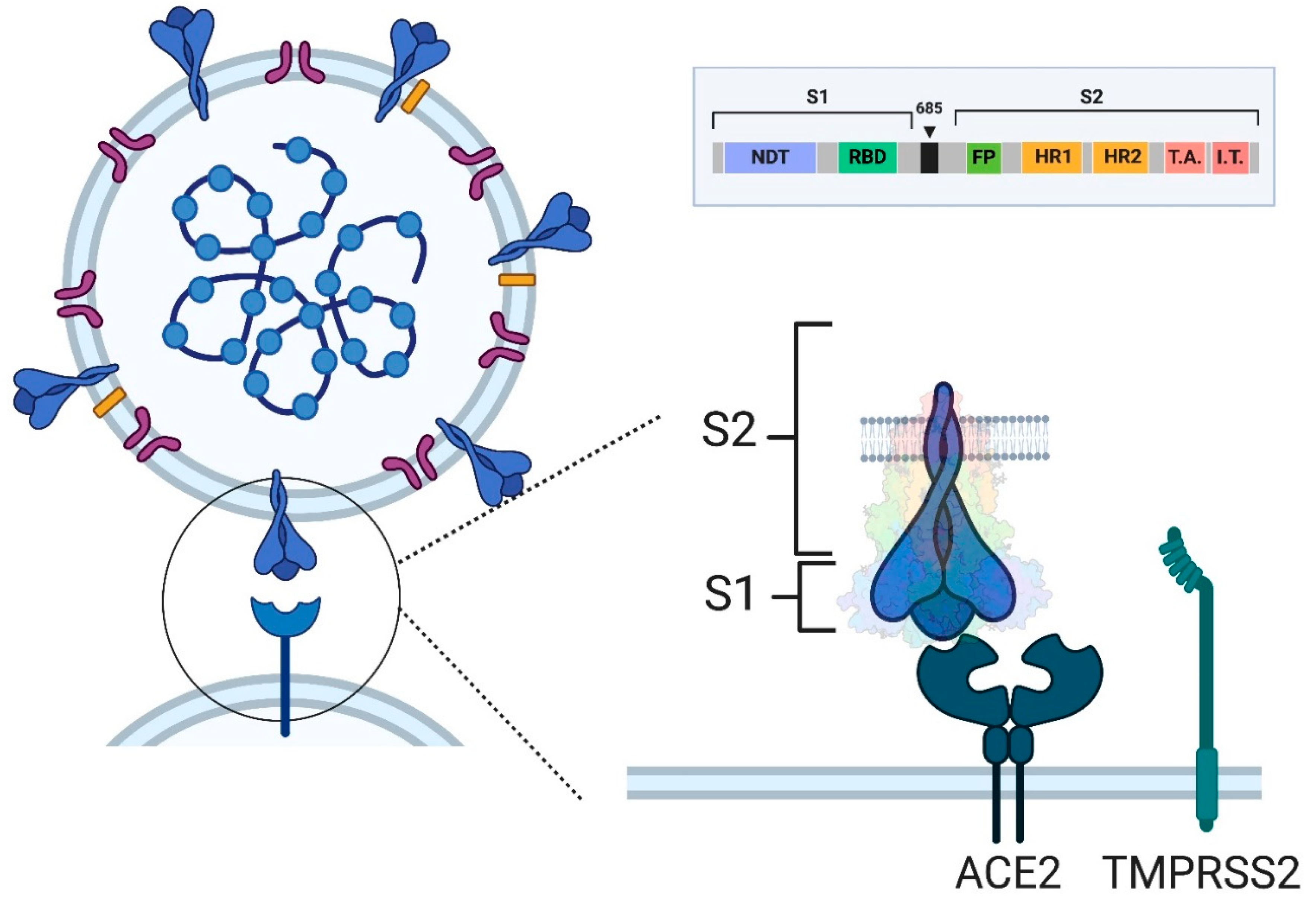 Vaccines 12 01418 g003
