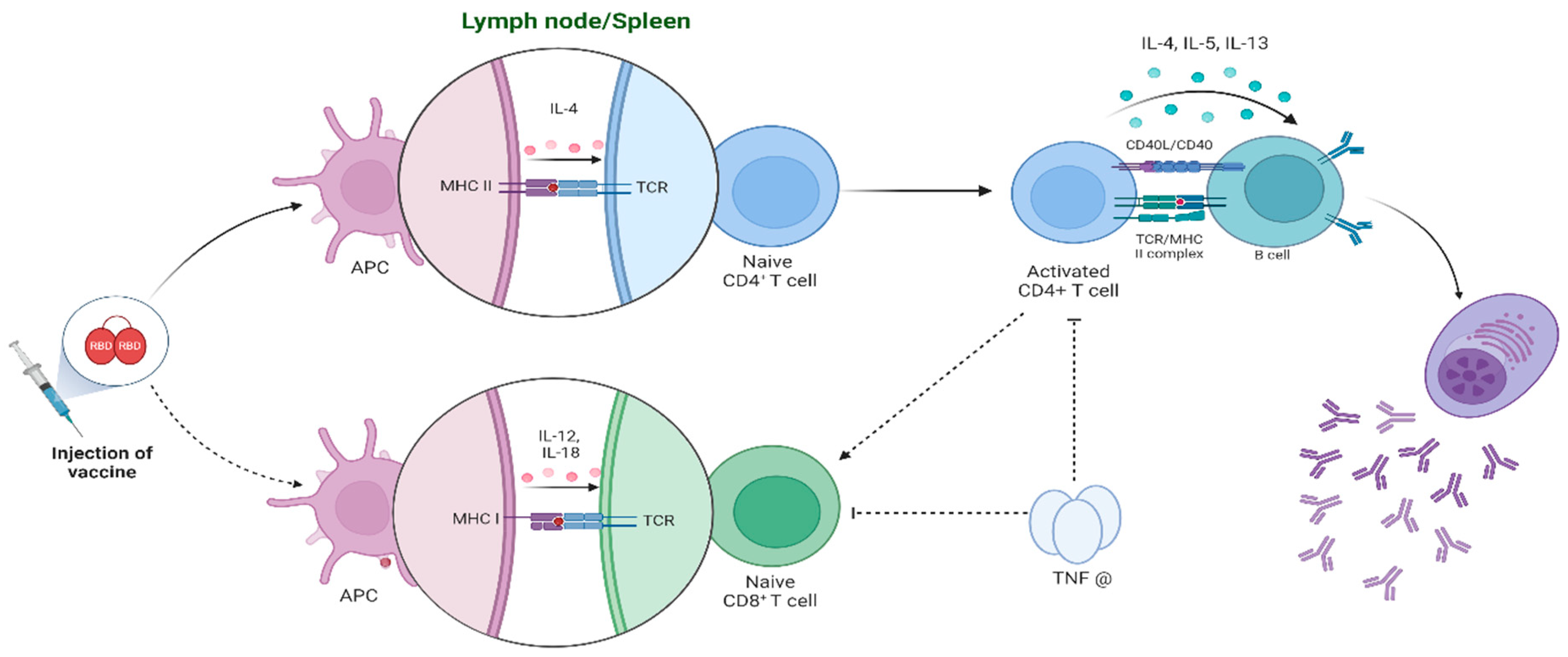 Vaccines 12 01420 g010