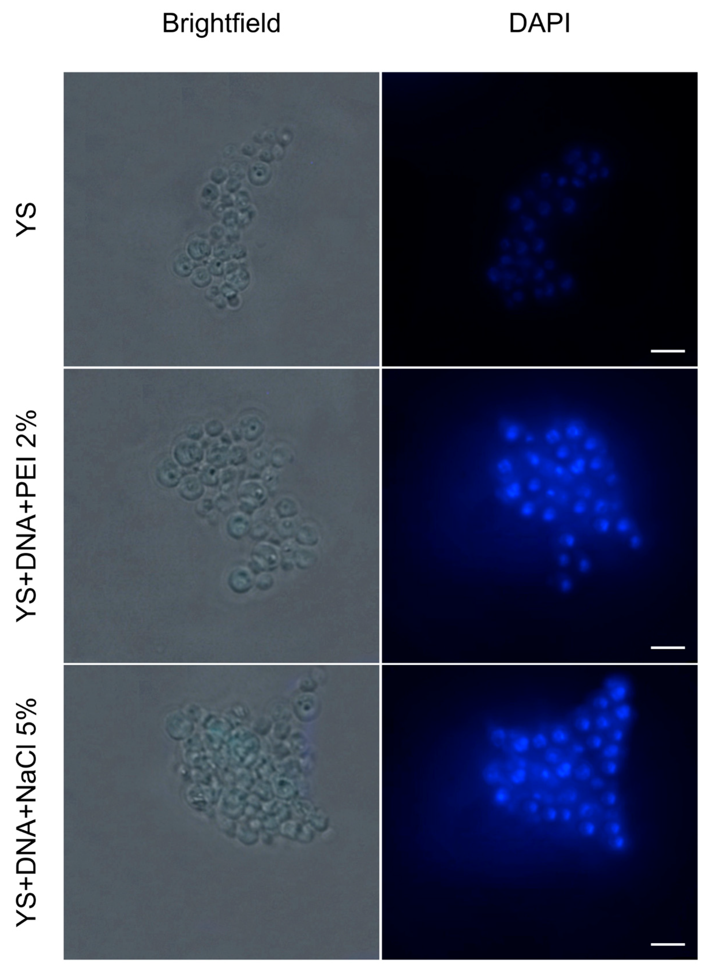 Vaccines 12 01428 g005