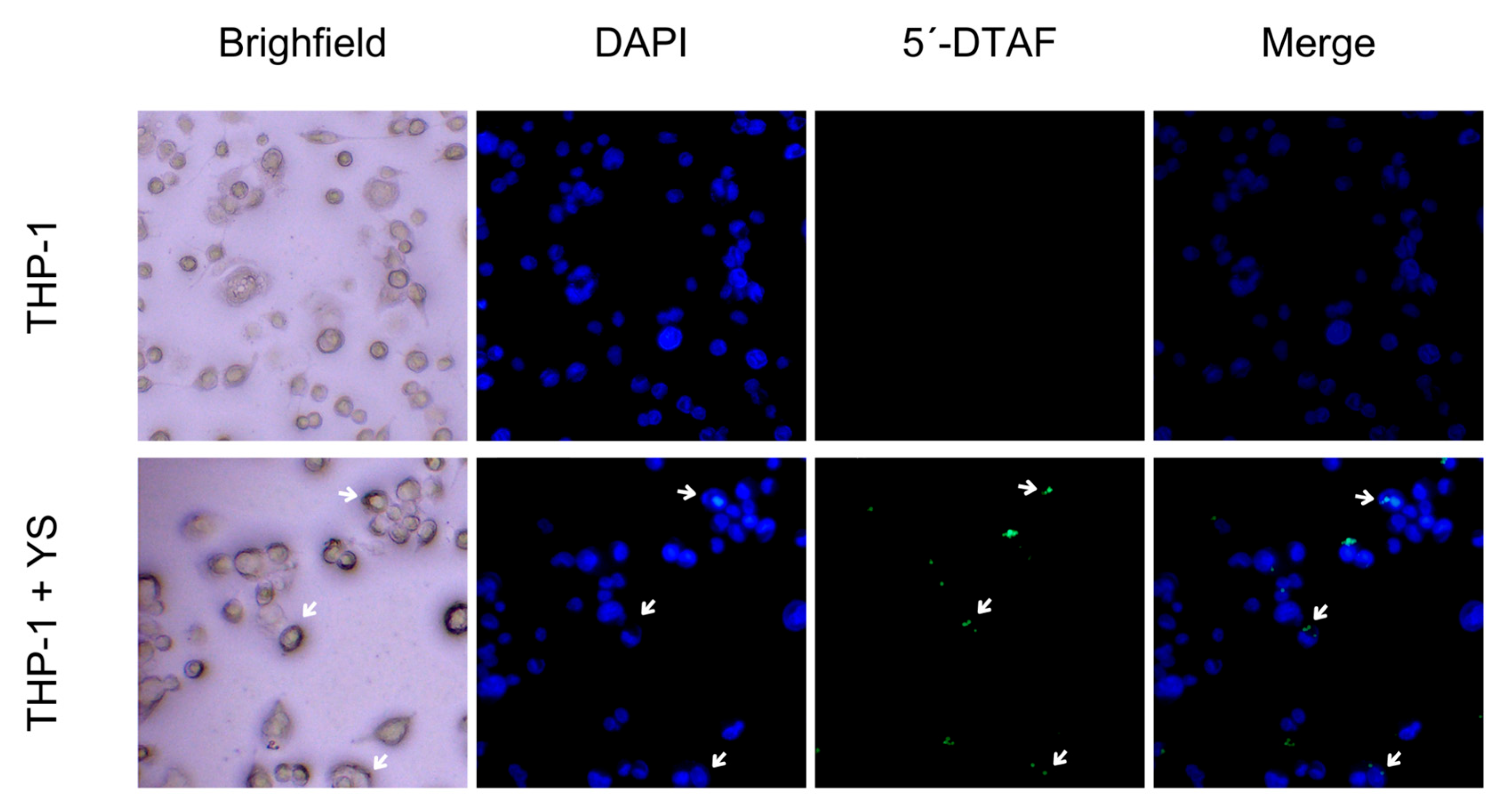 Vaccines 12 01428 g007