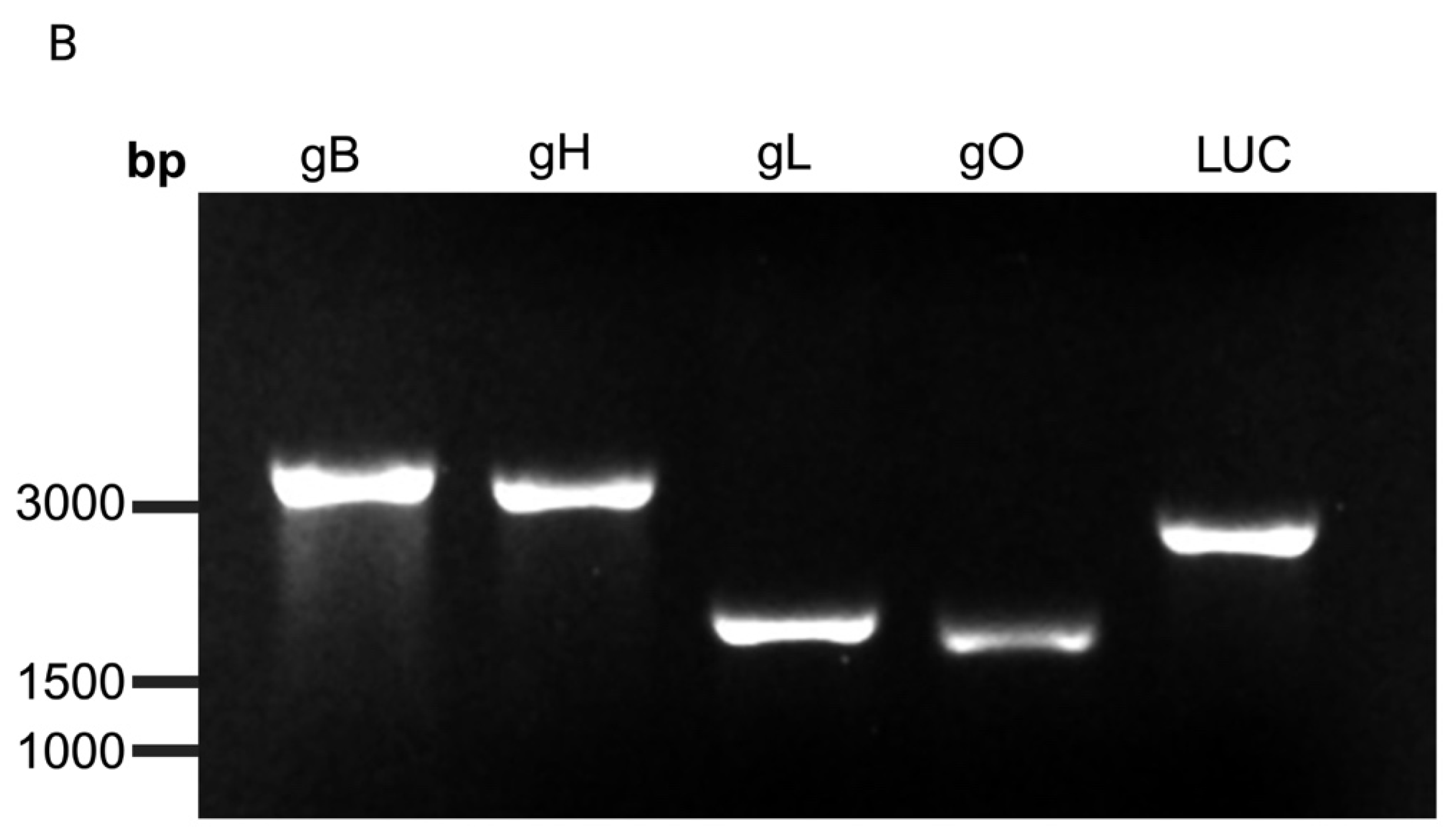 Vaccines 12 01429 g001b