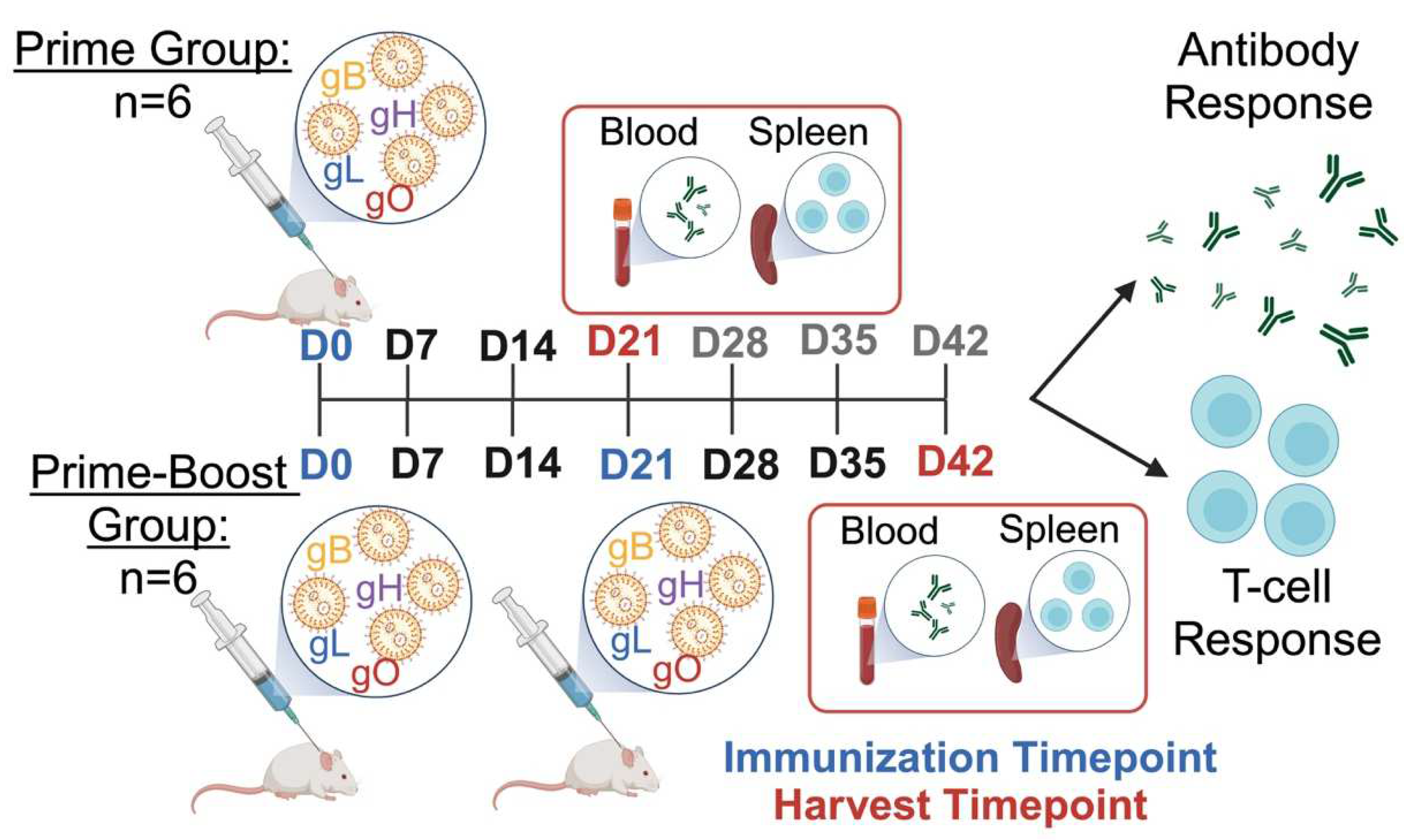 Vaccines 12 01429 g002
