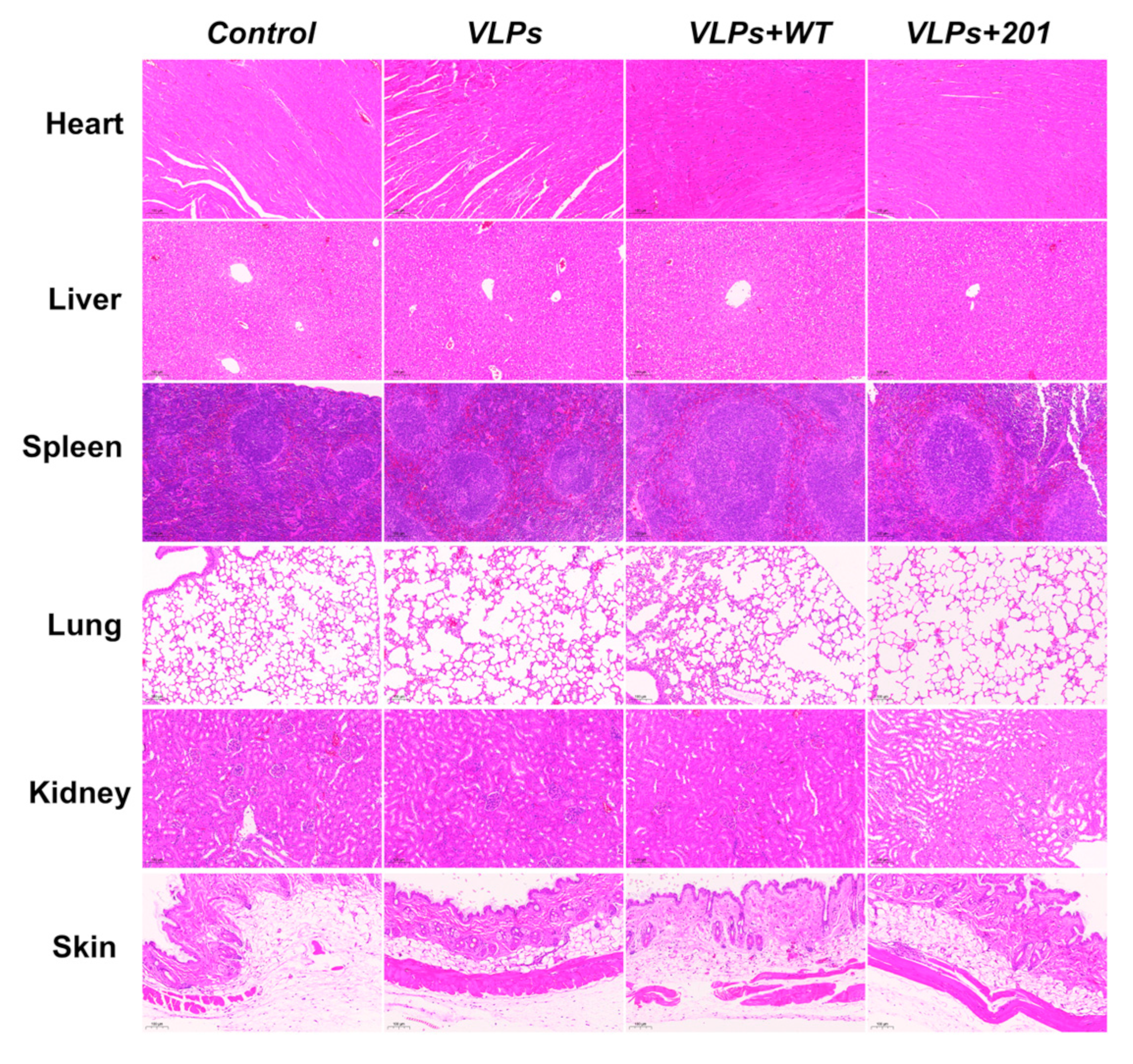 Vaccines 13 00024 g003 Vaccines 13 00024 g003