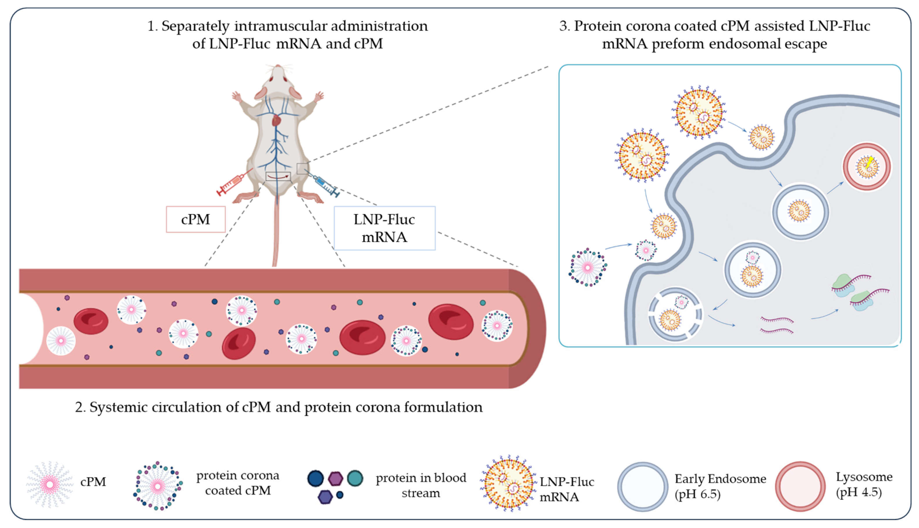 Vaccines 13 00025 g007