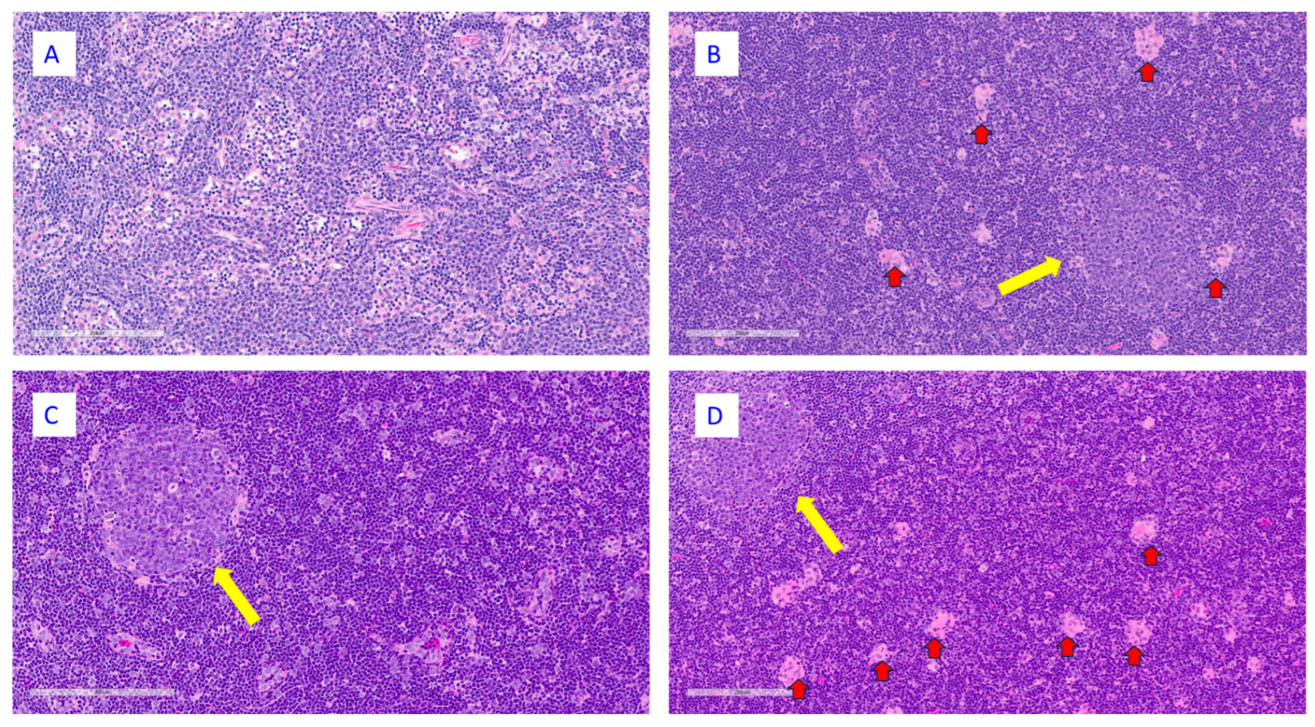 Vaccines 13 00026 g006