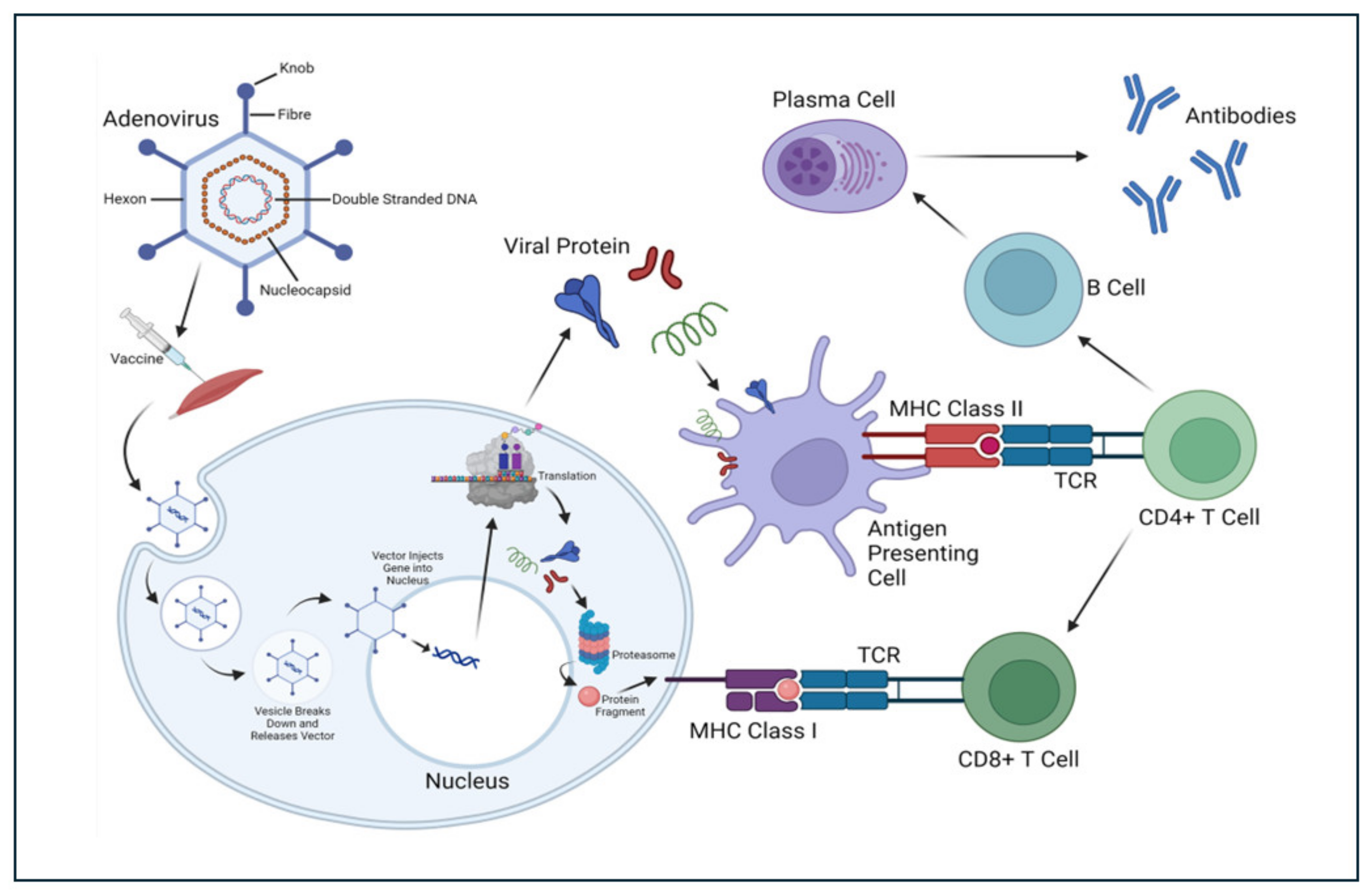 Vaccines 13 00030 g002