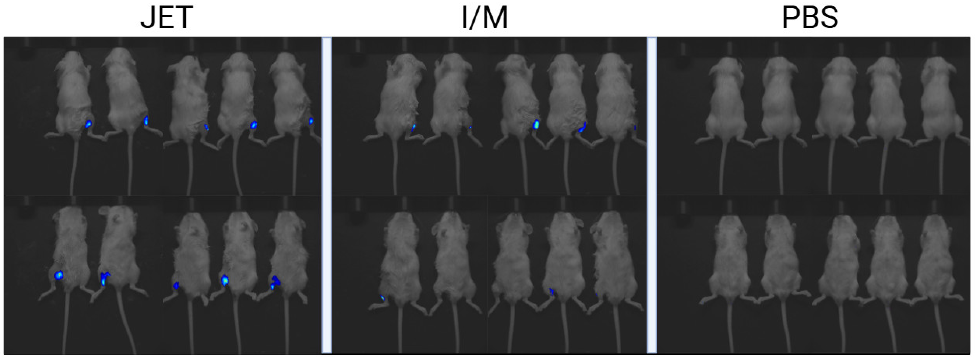 Vaccines 13 00065 g003 Vaccines 13 00065 g003