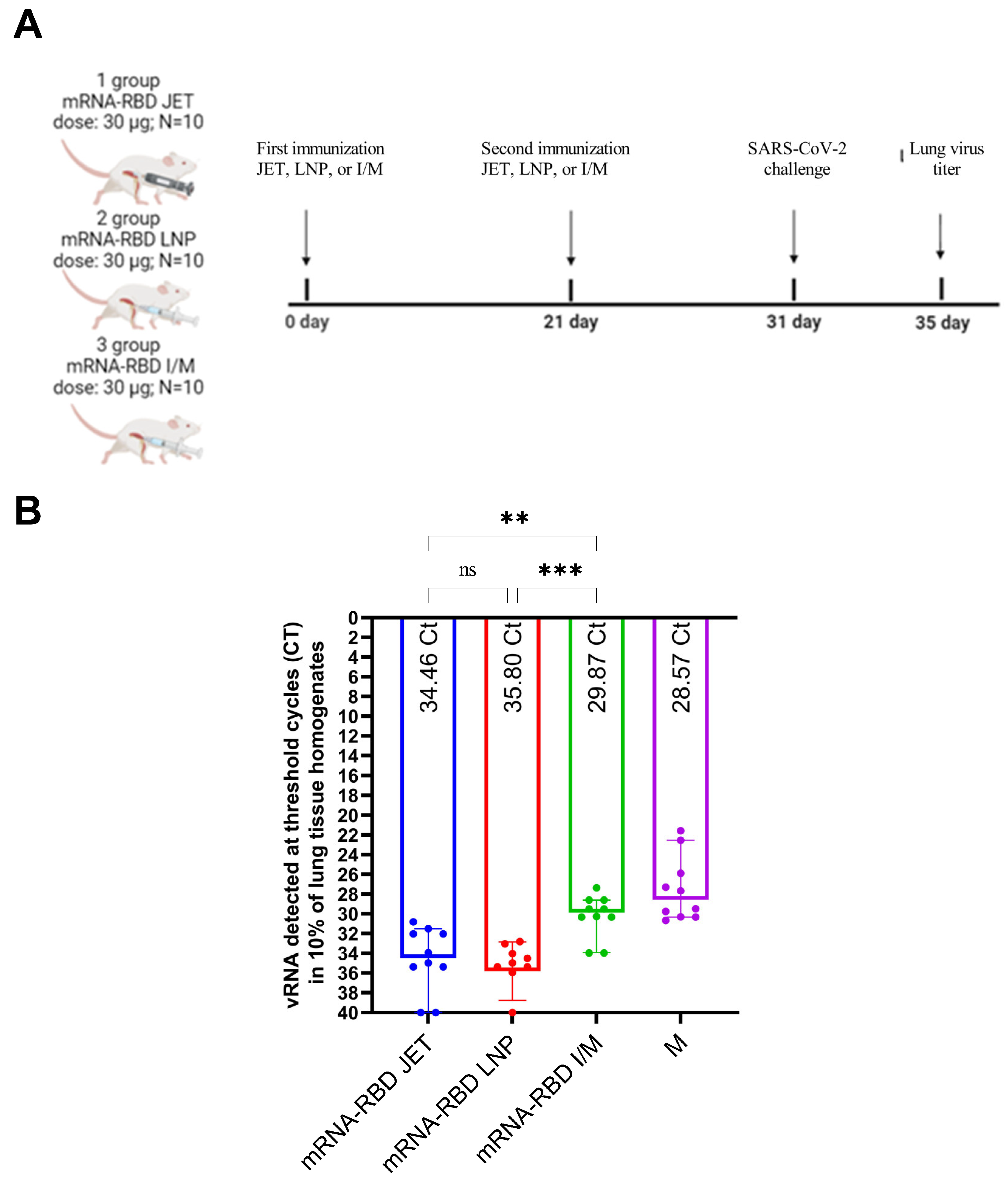 ls siberian mouse naked PDF) An immunohistochemical study of the pancreatic endocrine cells of the  nude mouse, Balb/c-nu/nu