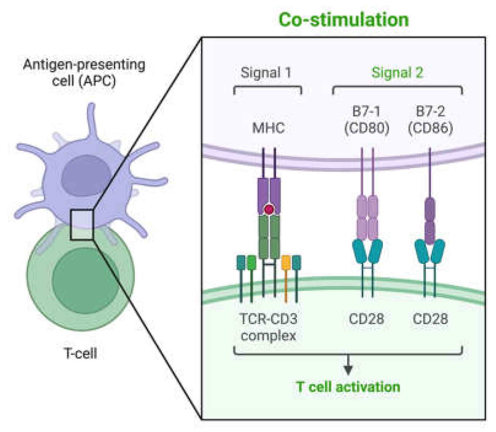 Efficacy of Anti-Cancer Immune Responses Elicited Using Efficacy of Anti-Cancer Immune Responses Elicited Using