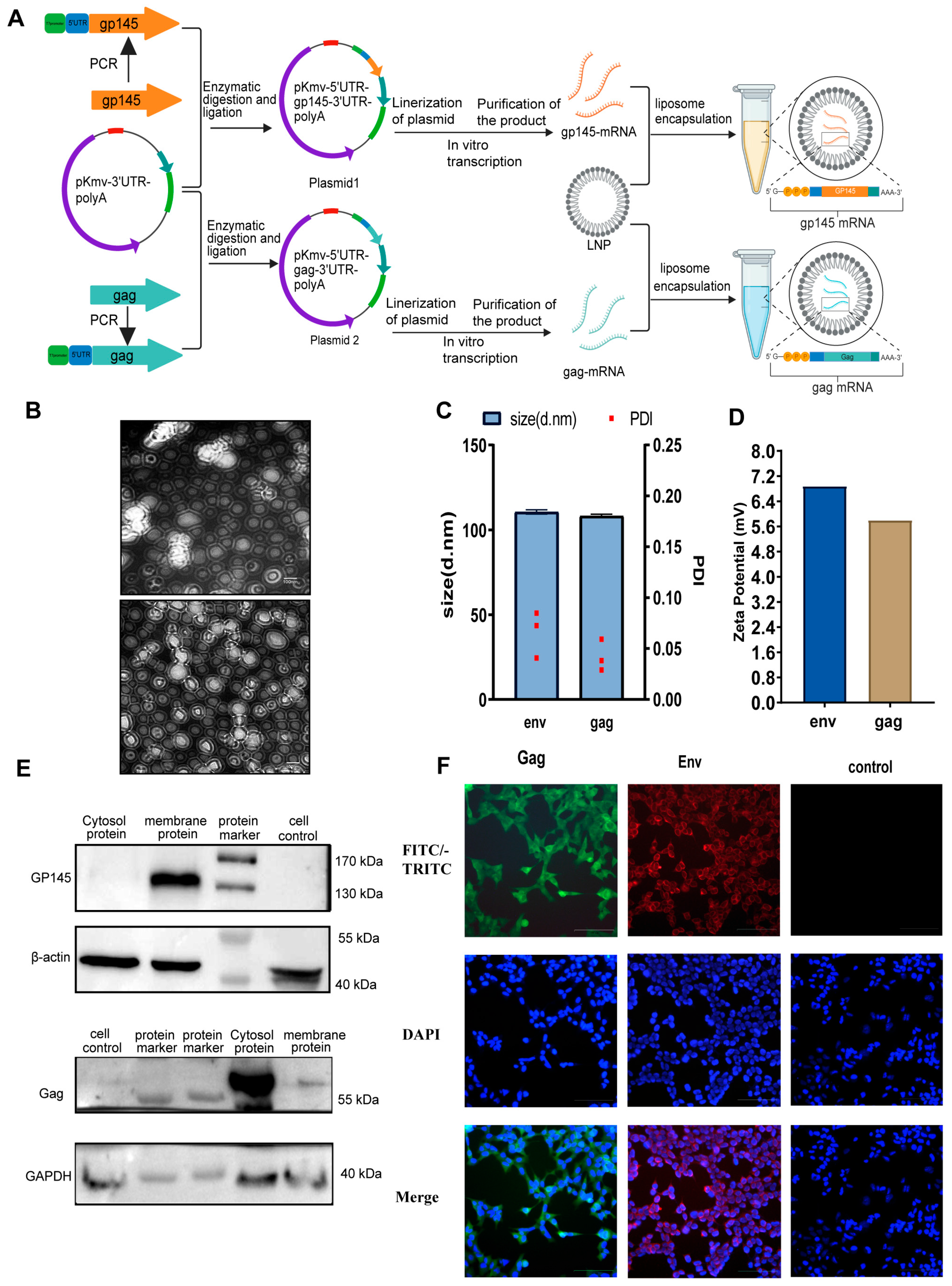 Vaccines 13 00084 g001