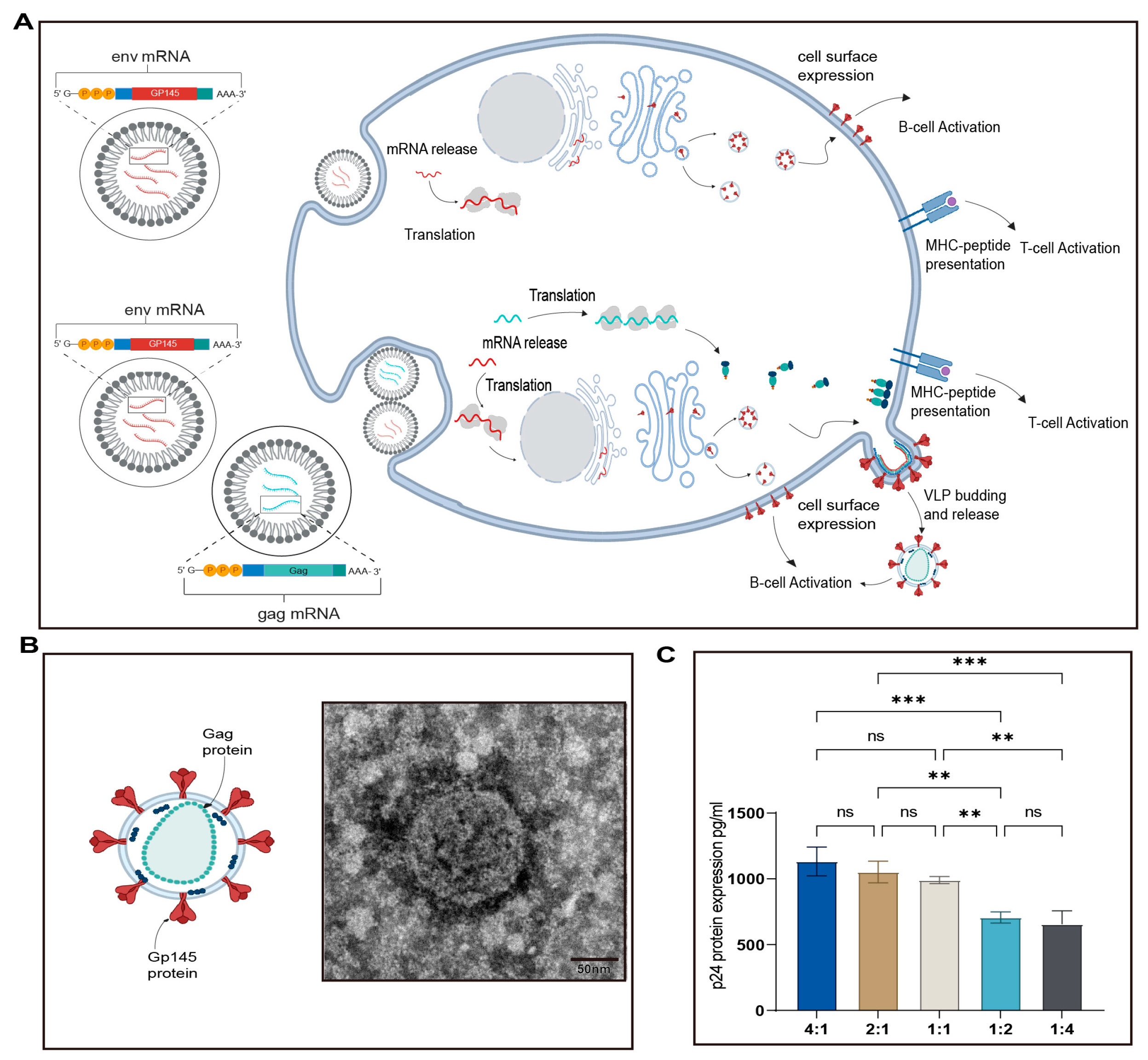 Vaccines 13 00084 g002