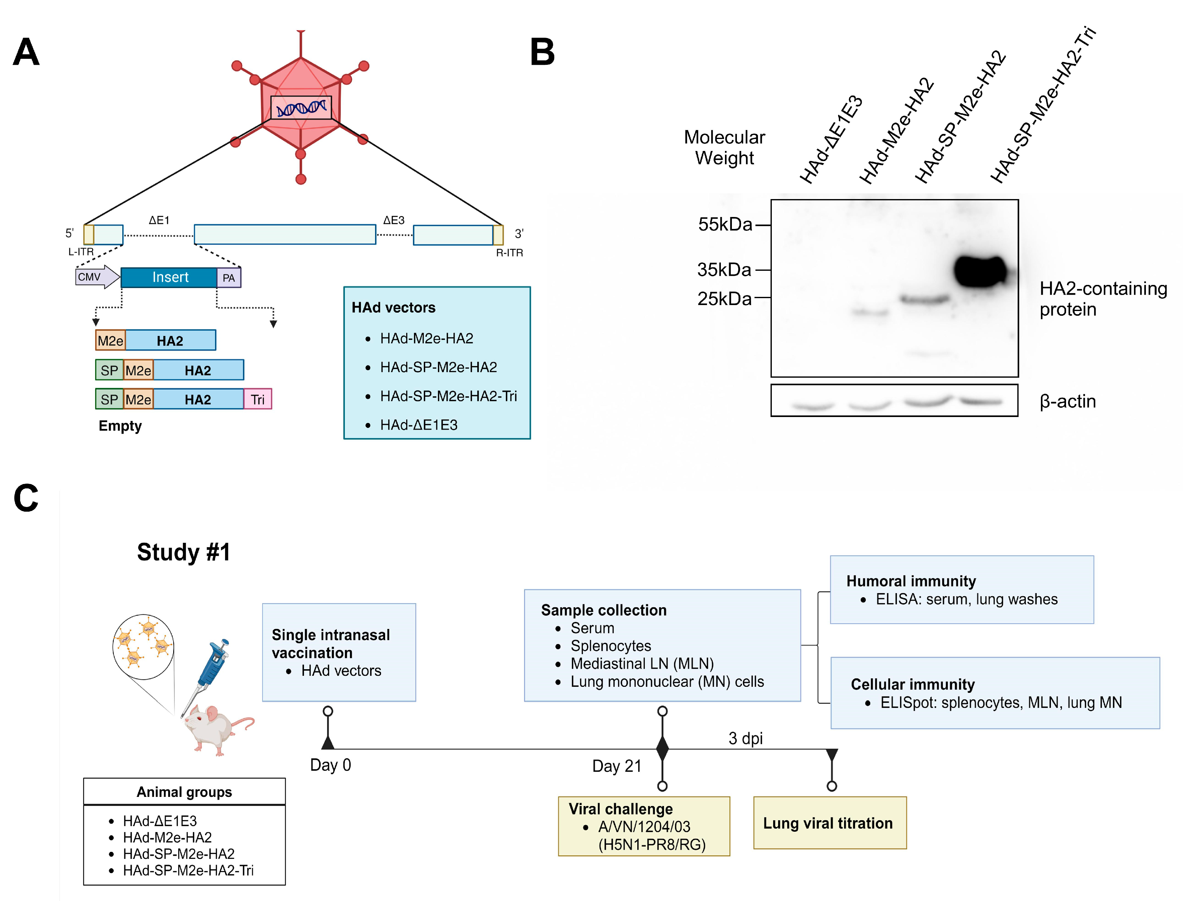 Vaccines 13 00095 g001