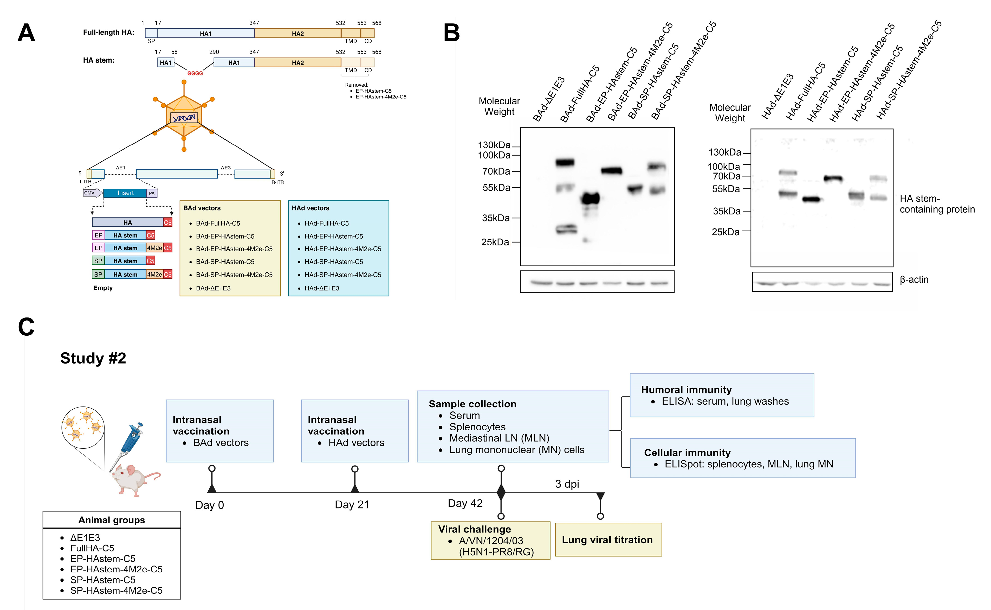 Vaccines 13 00095 g004