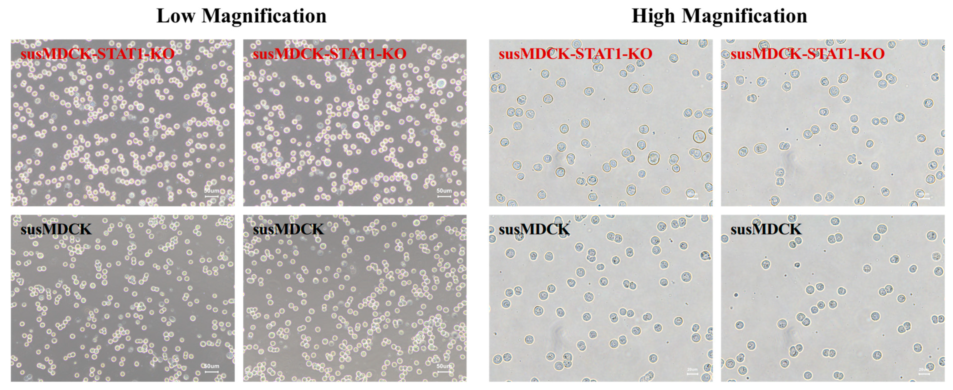 Vaccines 13 00106 g0a1 Vaccines 13 00106 g0a1