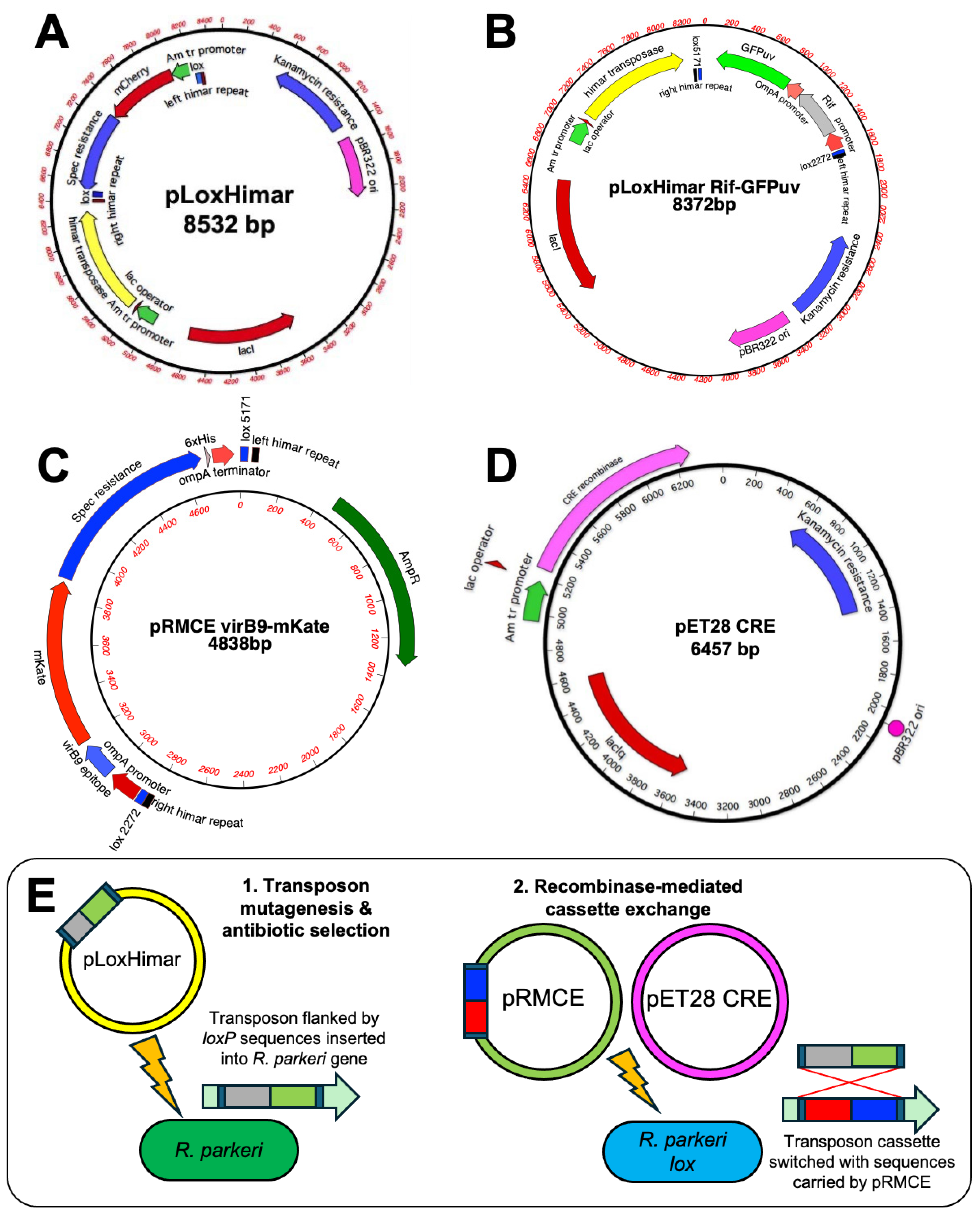 Vaccines 13 00109 g001