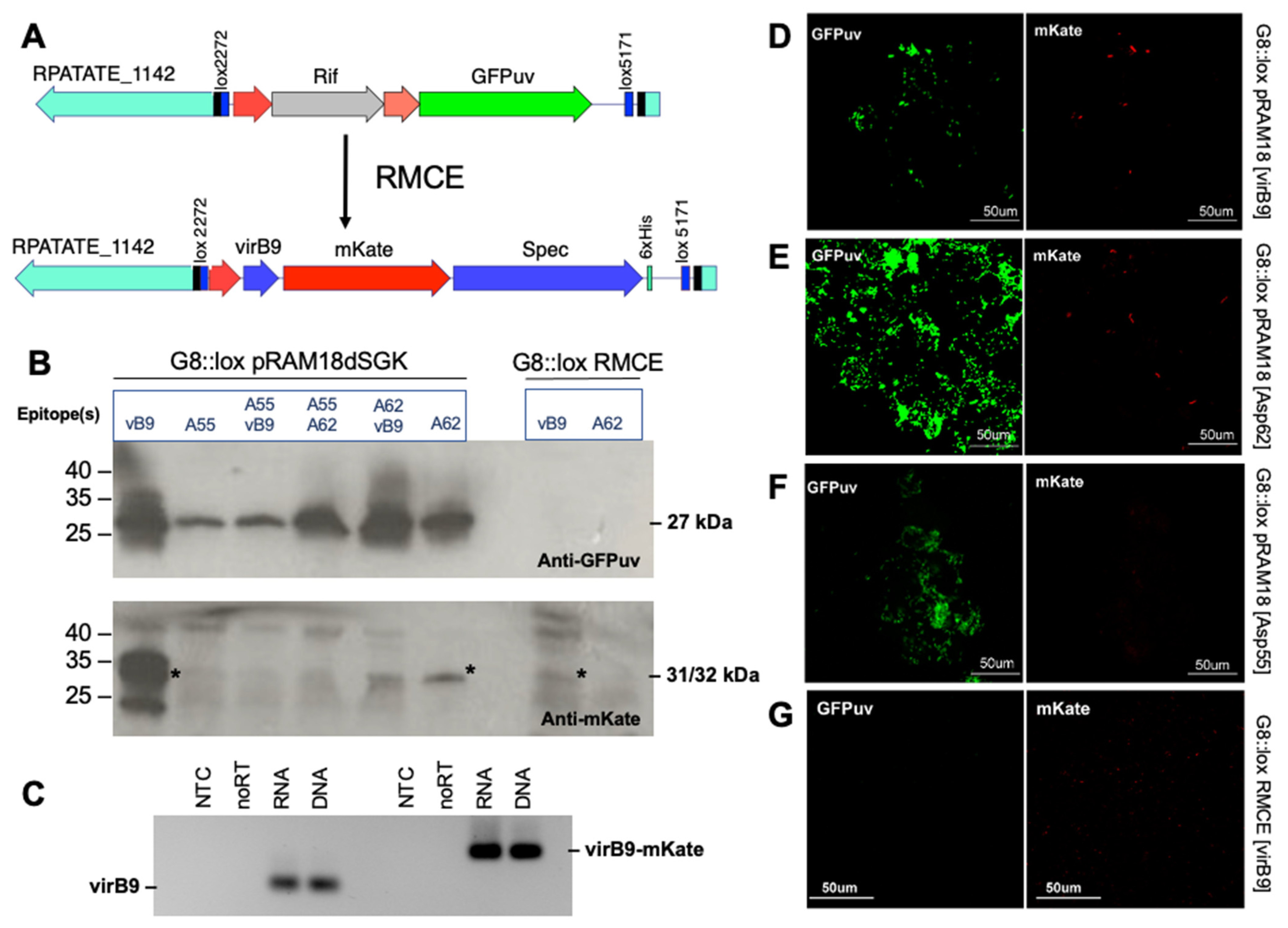 Vaccines 13 00109 g006