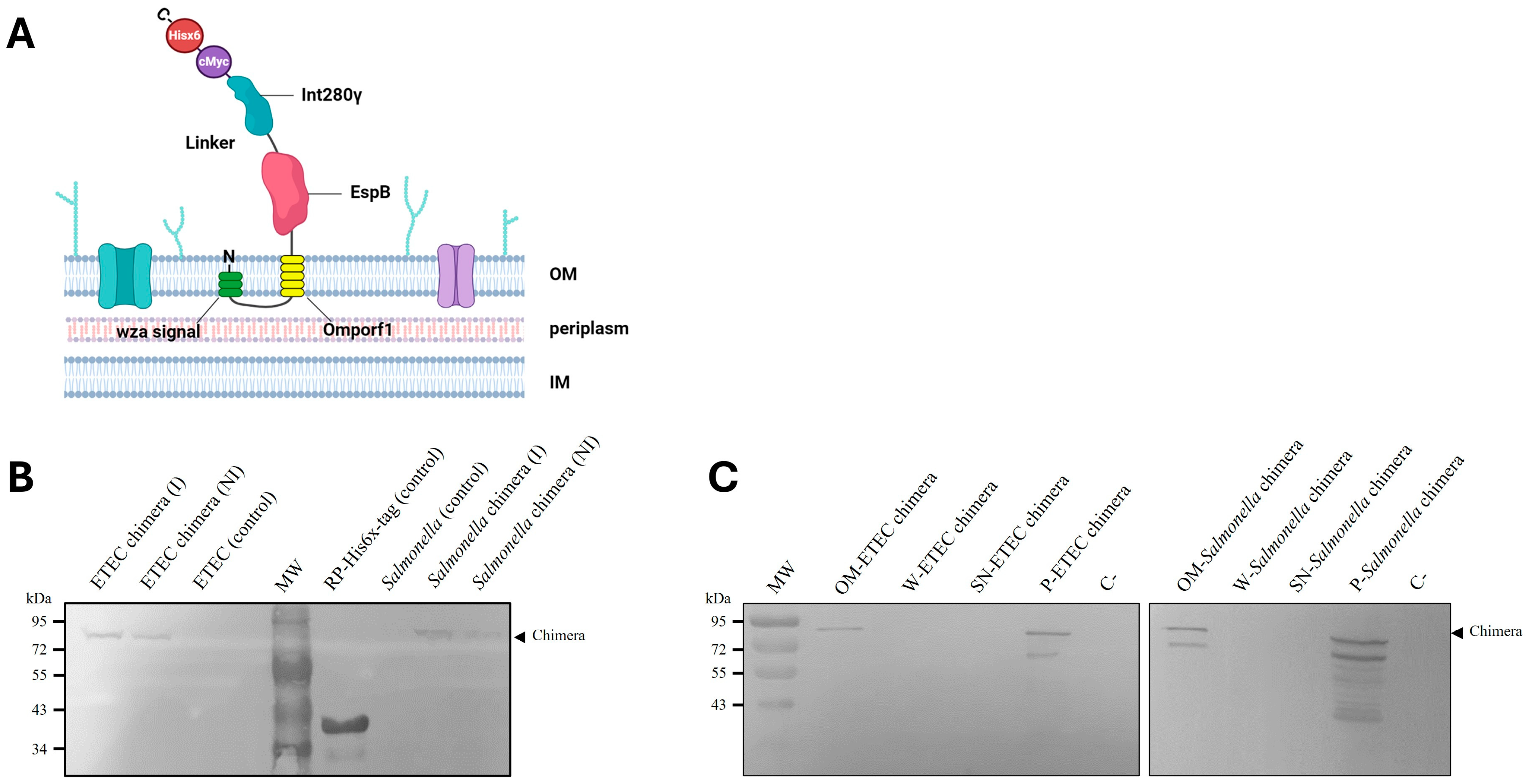 Vaccines 13 00124 g001