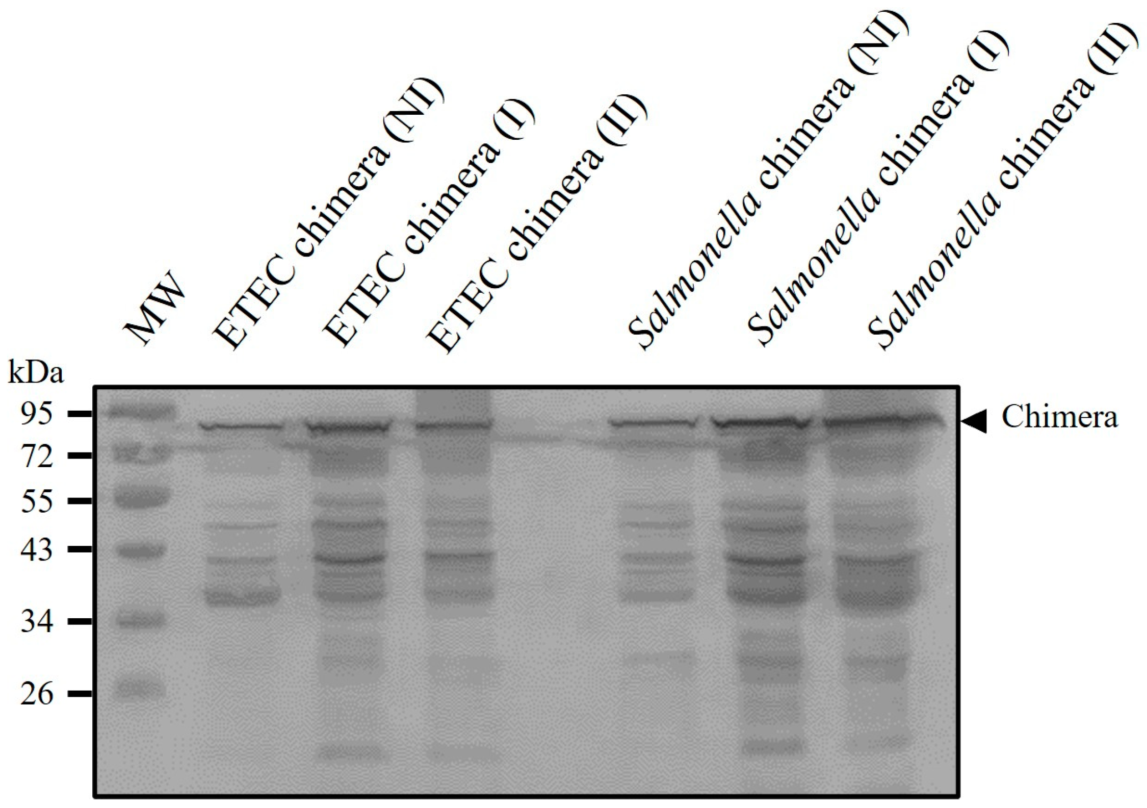 Vaccines 13 00124 g002