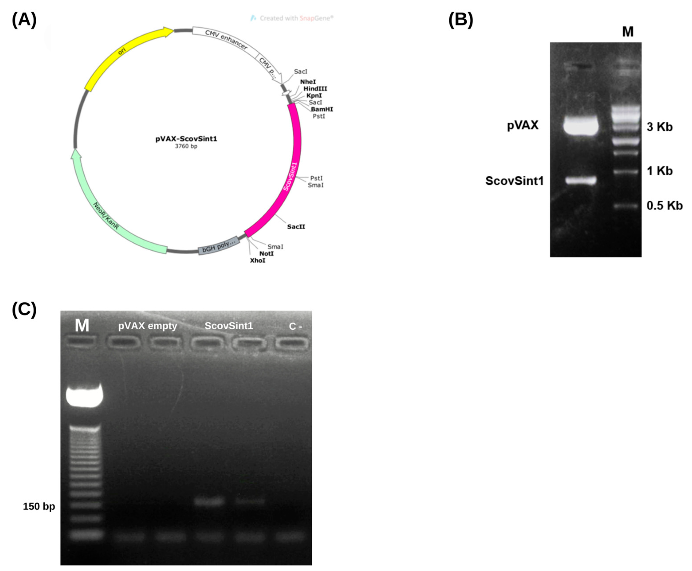 Vaccines 13 00149 g007