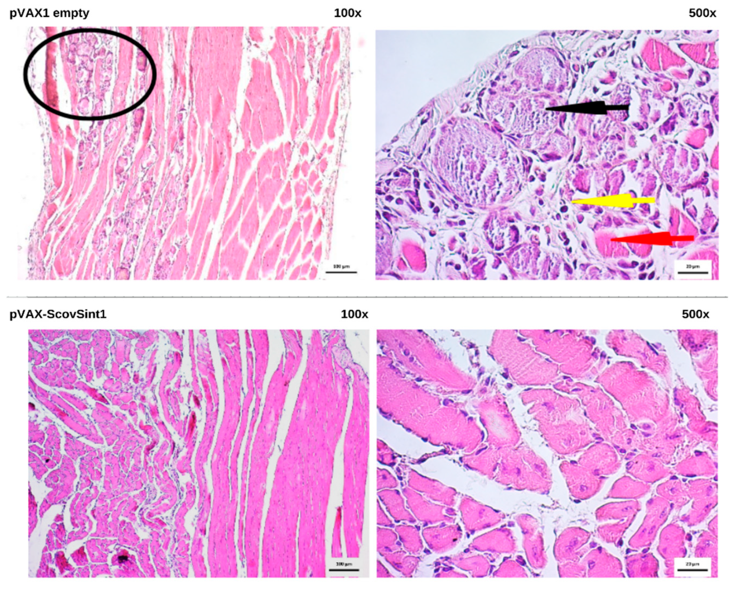 Vaccines 13 00149 g009