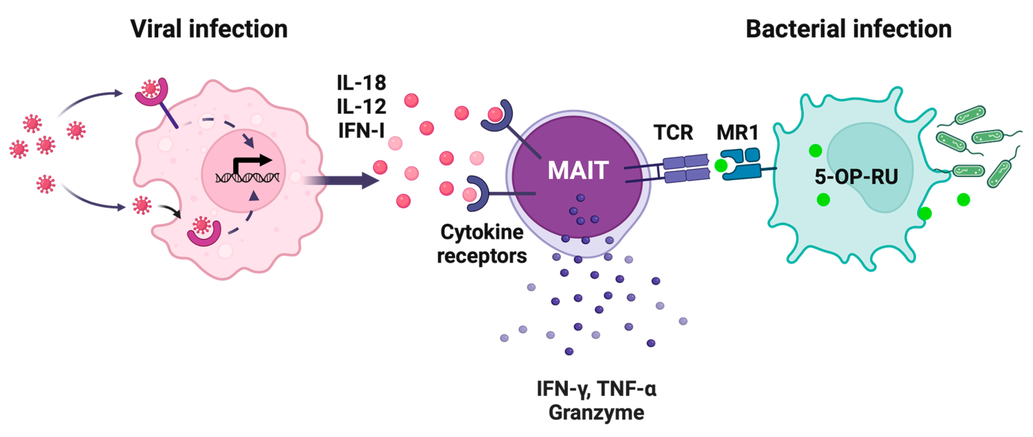 Vaccines 13 00155 g001 Vaccines 13 00155 g001