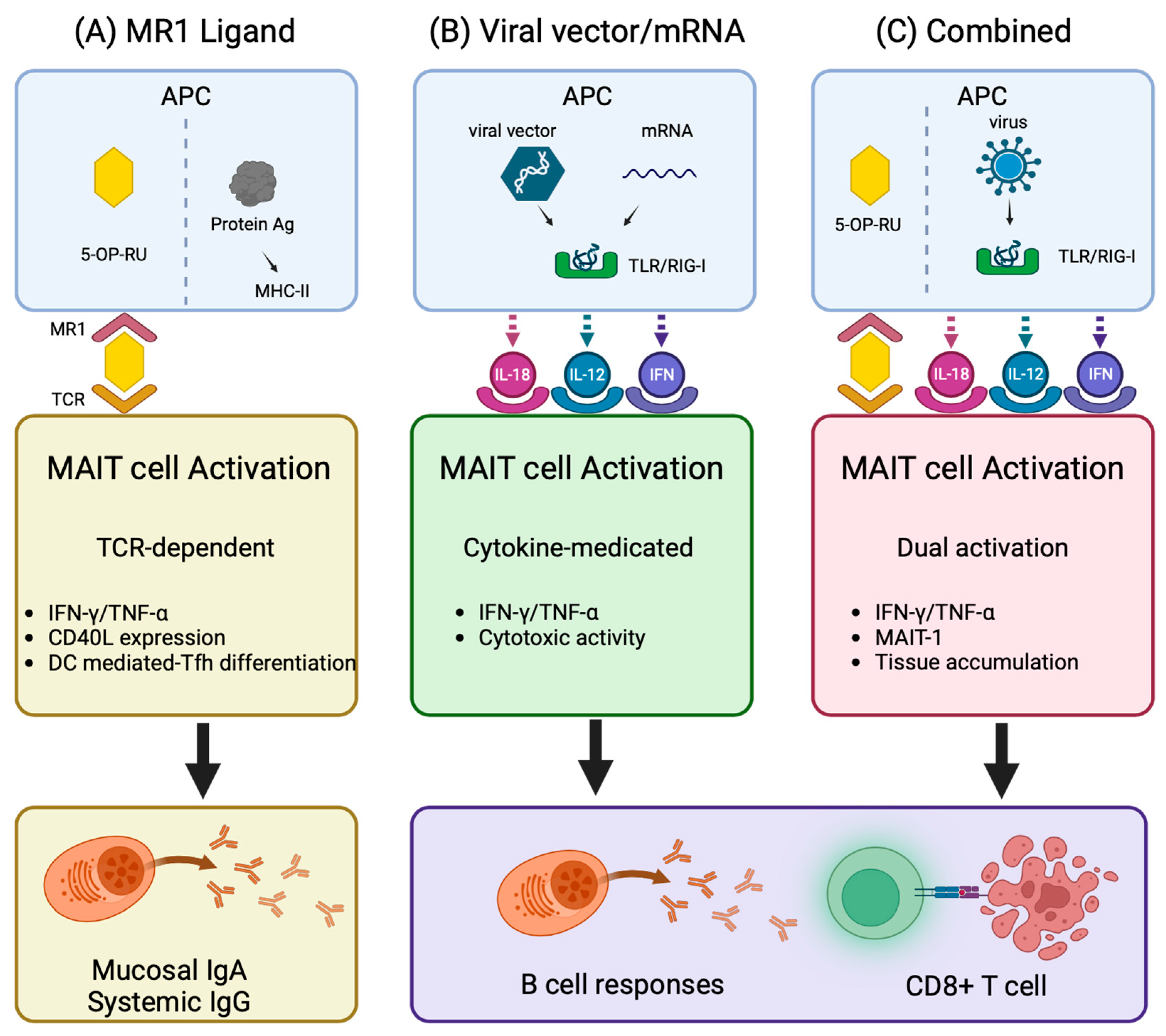 Vaccines 13 00155 g002 Vaccines 13 00155 g002