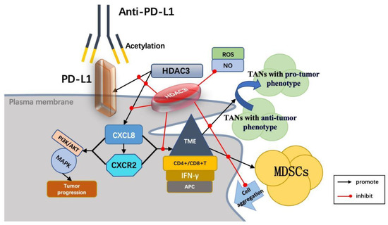 HDAC3: A Multifaceted Modulator in Immunotherapy Sensitization