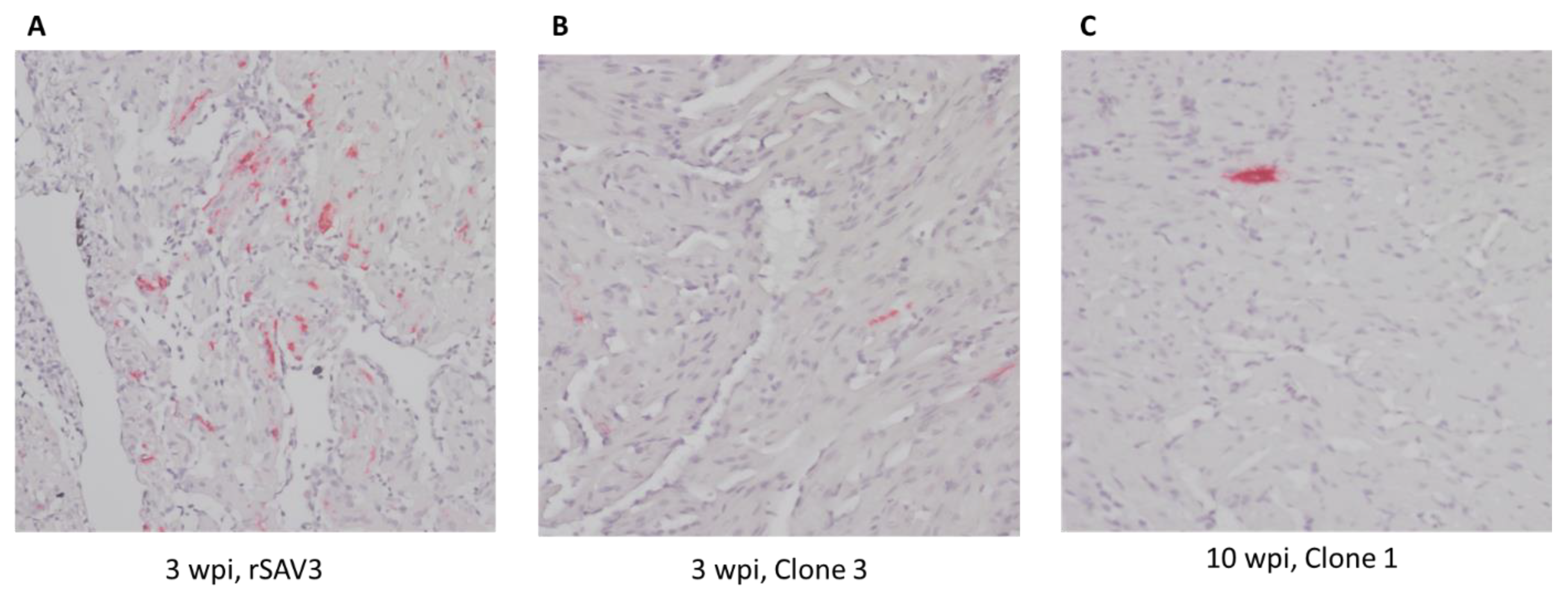 Vaccines 13 00190 g004