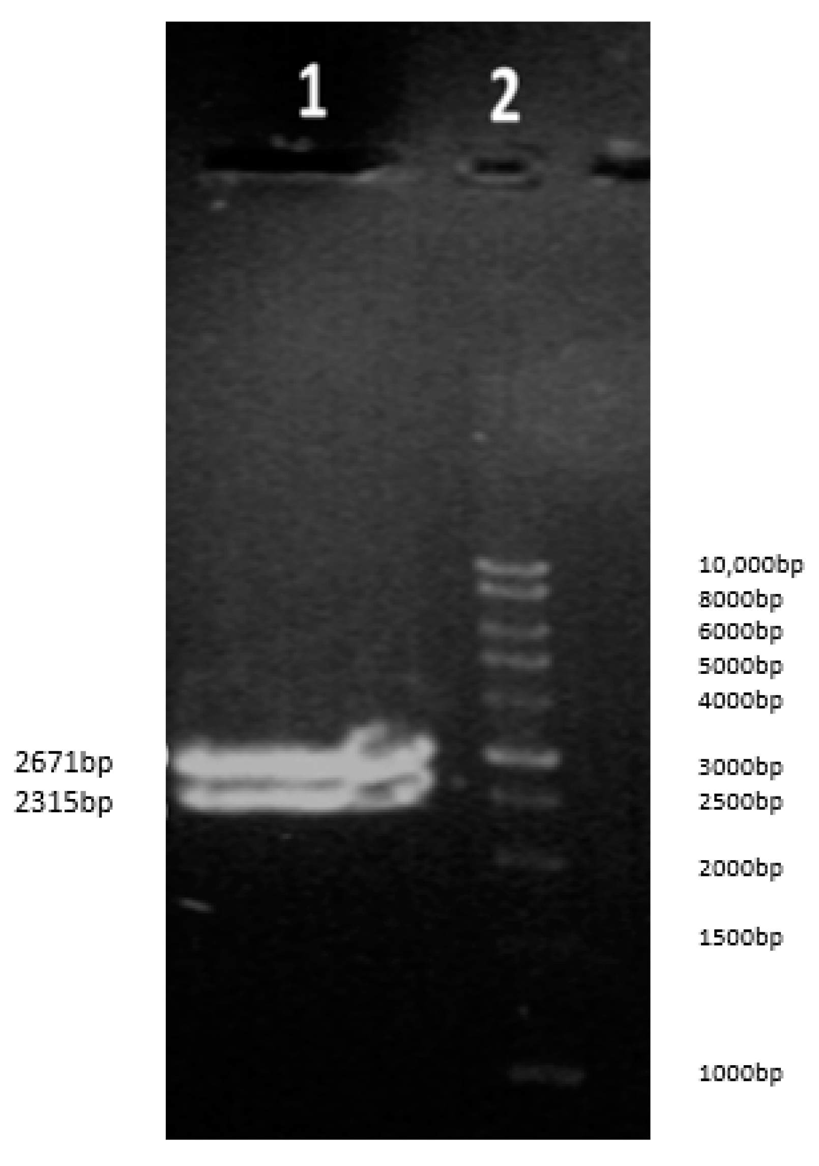 Vaccines 13 00199 g005