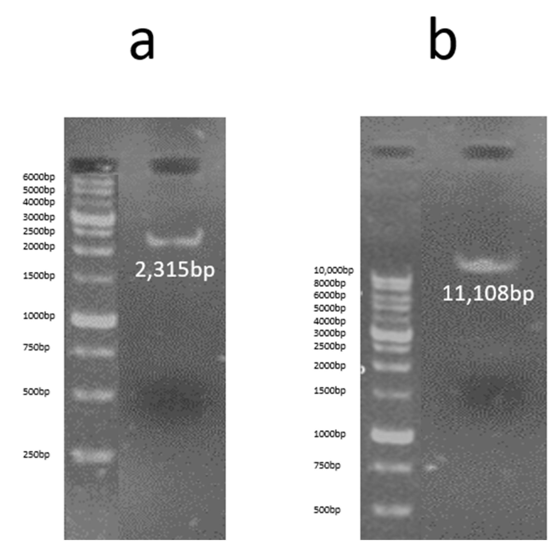 Vaccines 13 00199 g006