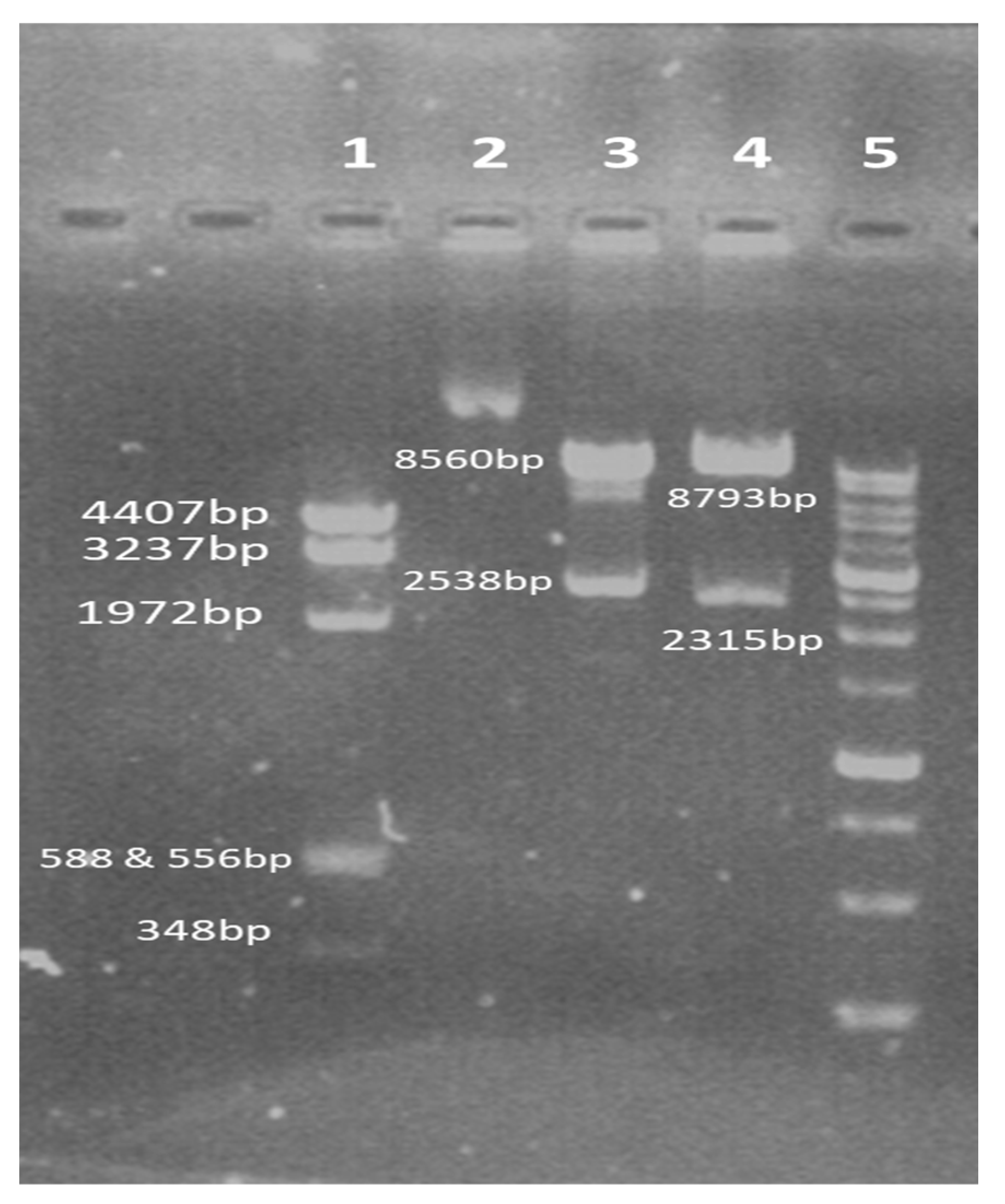 Vaccines 13 00199 g008