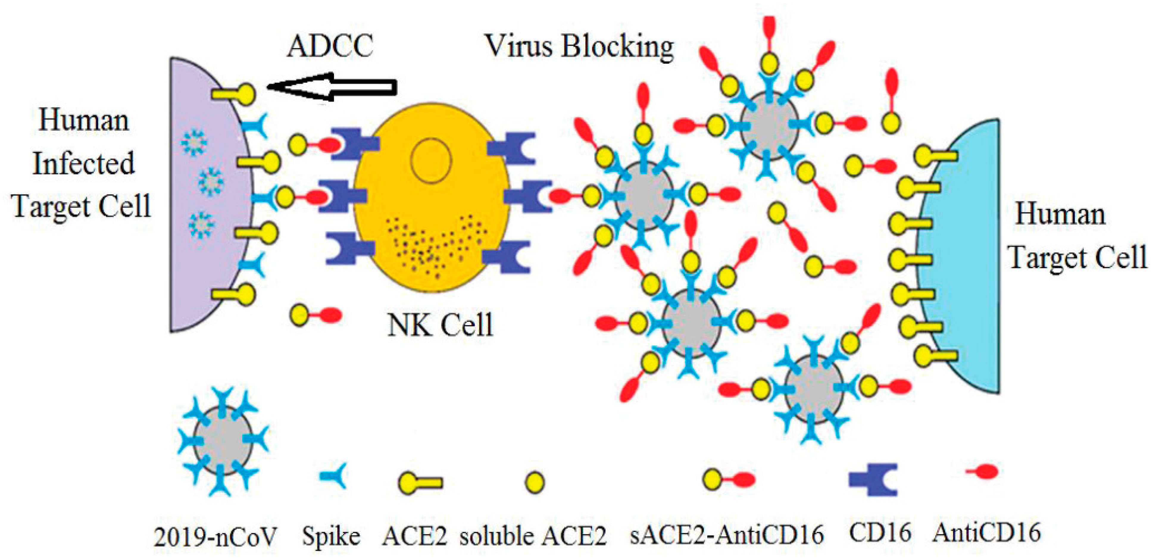 Vaccines 13 00199 g017